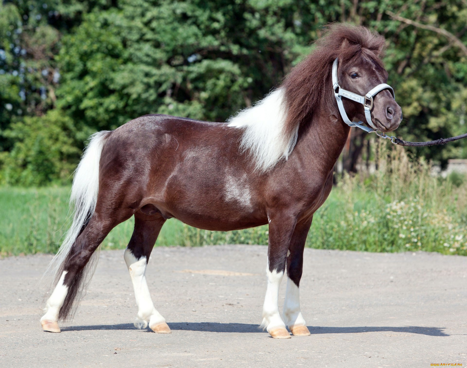 животные, лошади, лошадка