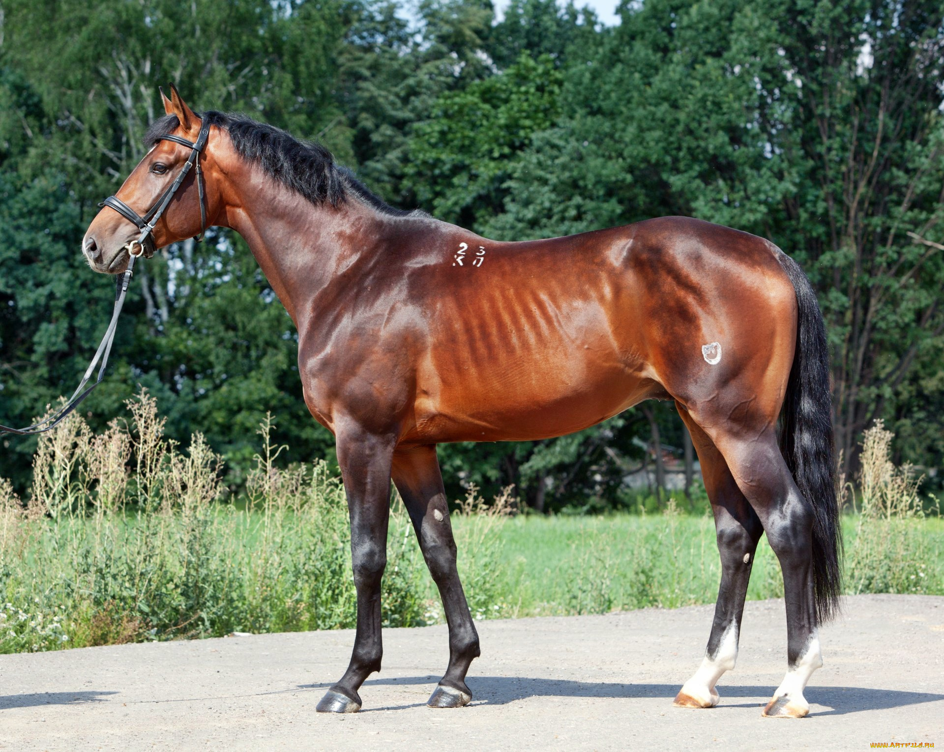 животные, лошади, лошадка