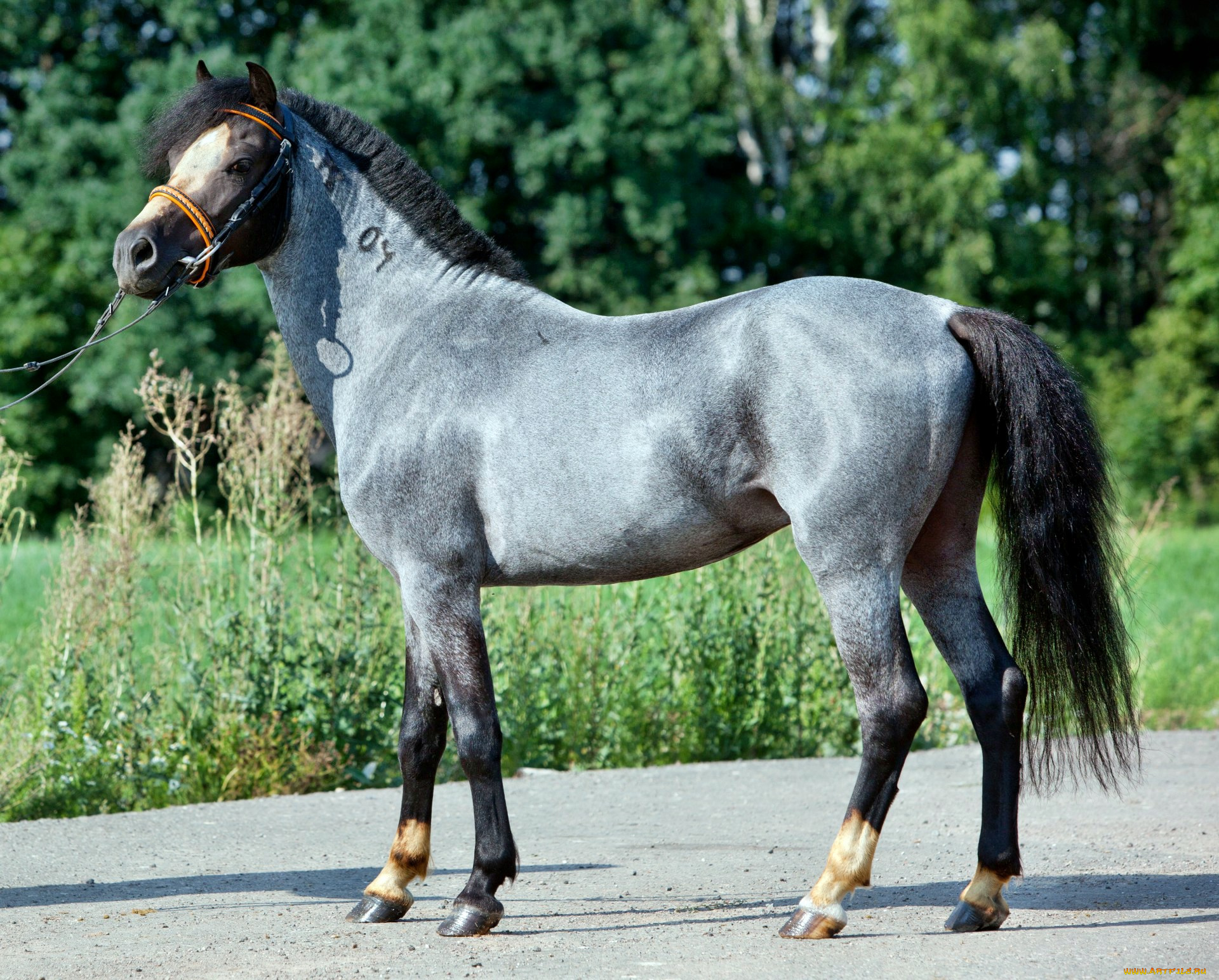 животные, лошади, лошадка