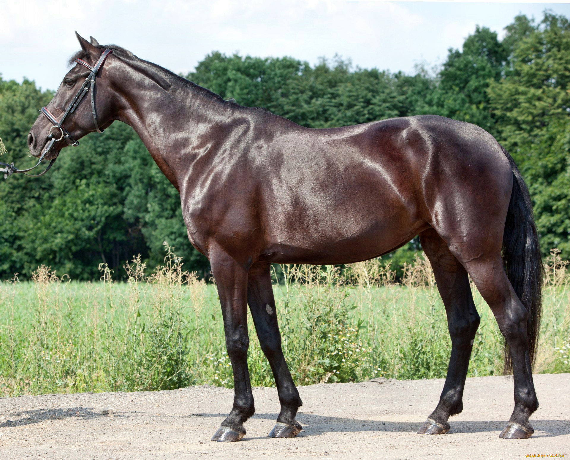 животные, лошади, лошадка