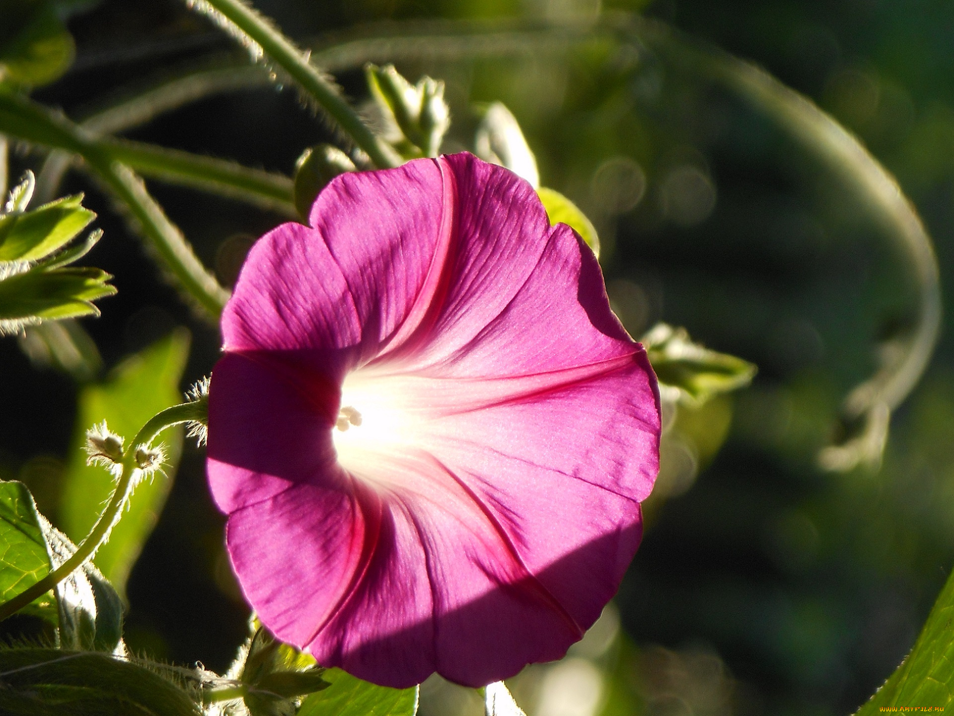 цветы, вьюнки, , ипомеи, вьюнок