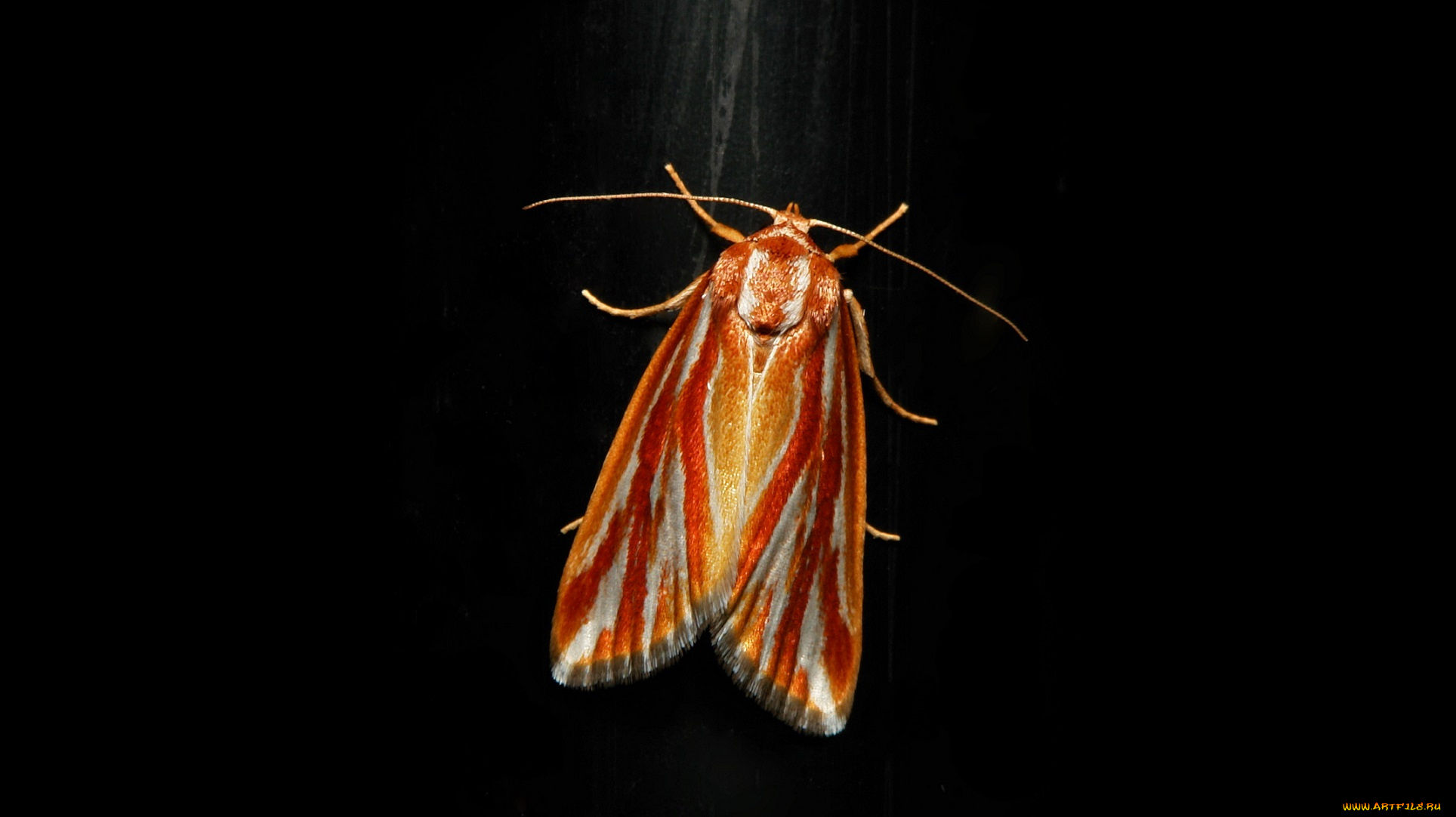 животные, бабочки, , мотыльки, , моли, itchydogimages, макро, бабочка, крылья, усики, узор