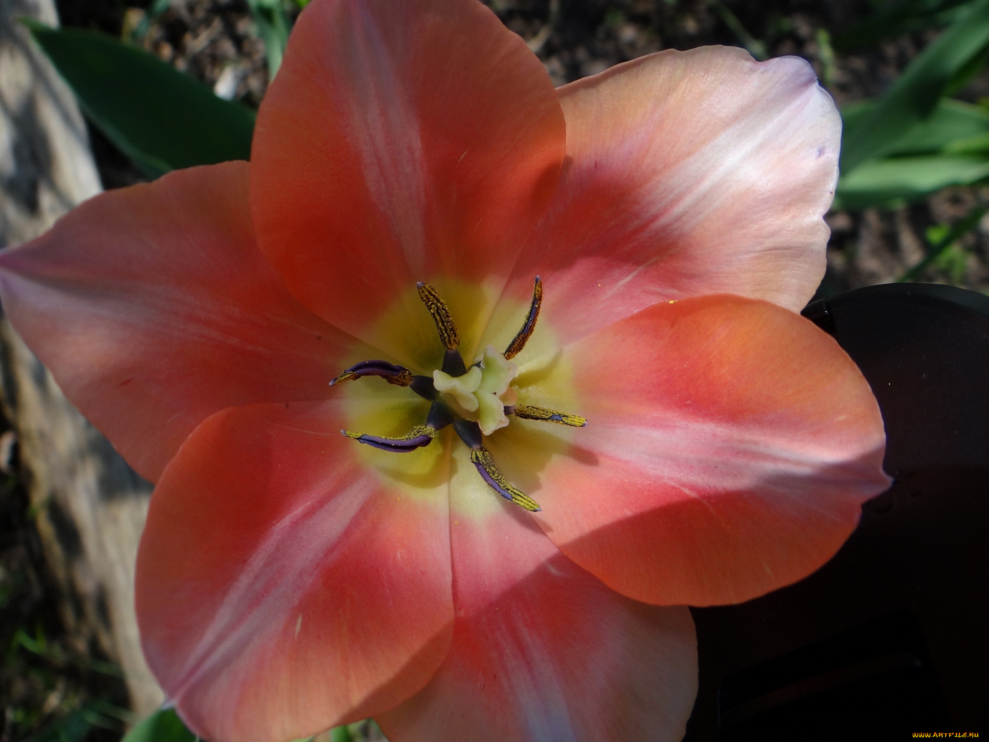 цветы, тюльпаны, тюльпан