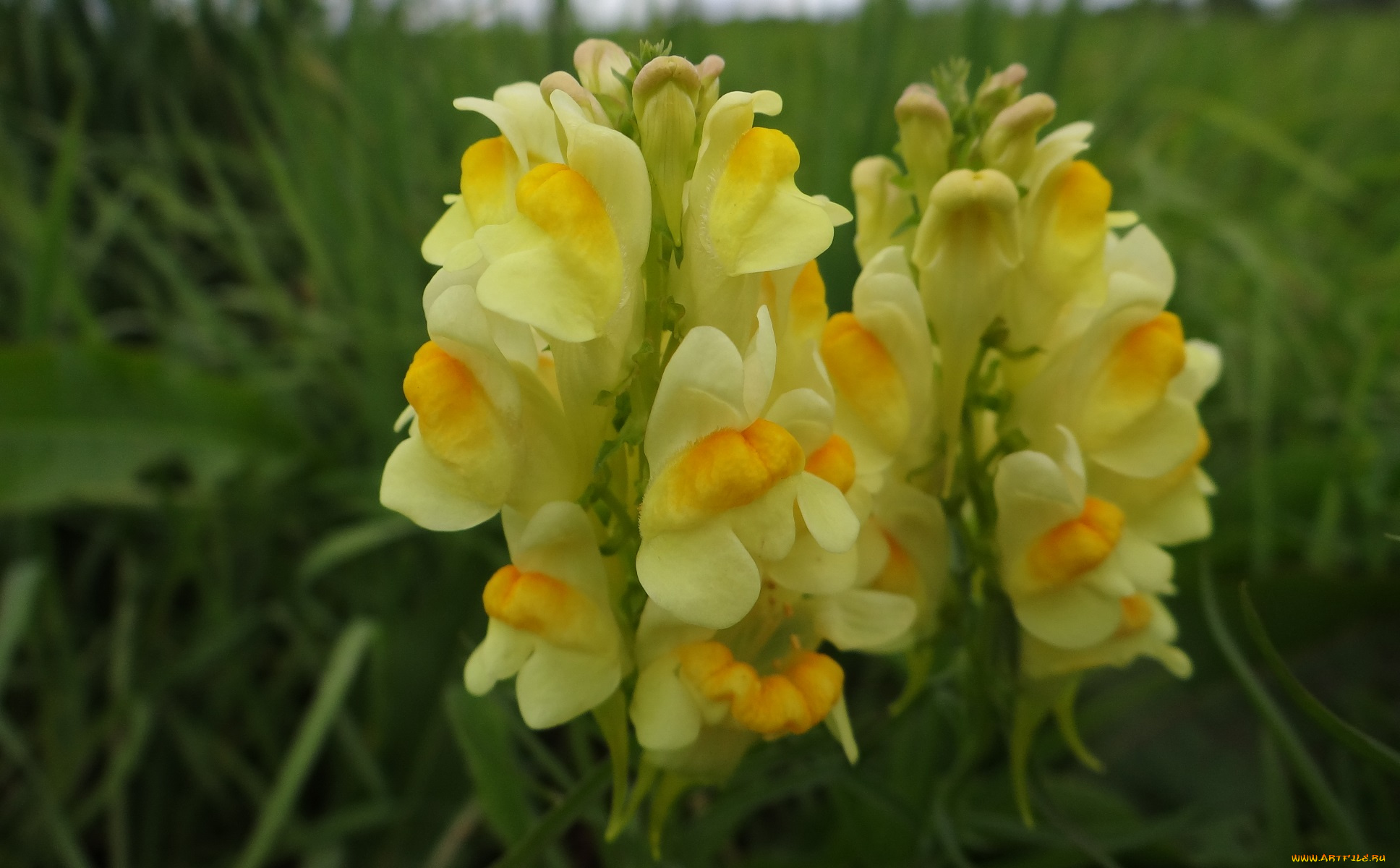 цветы, луговые, , полевые, , цветы, луговые, макро, жёлтые