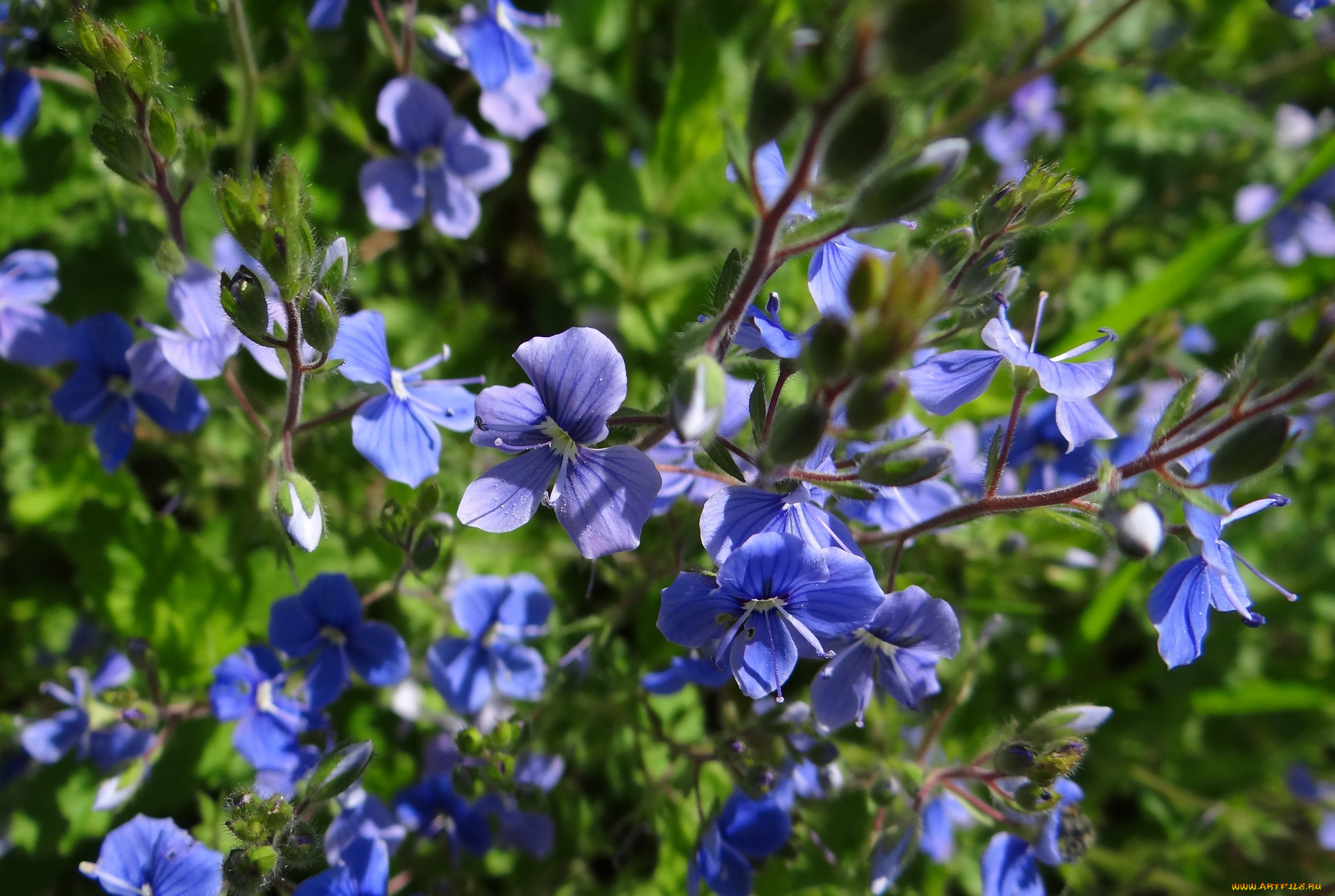 цветы, лён, , ленок, луг, сиреневые