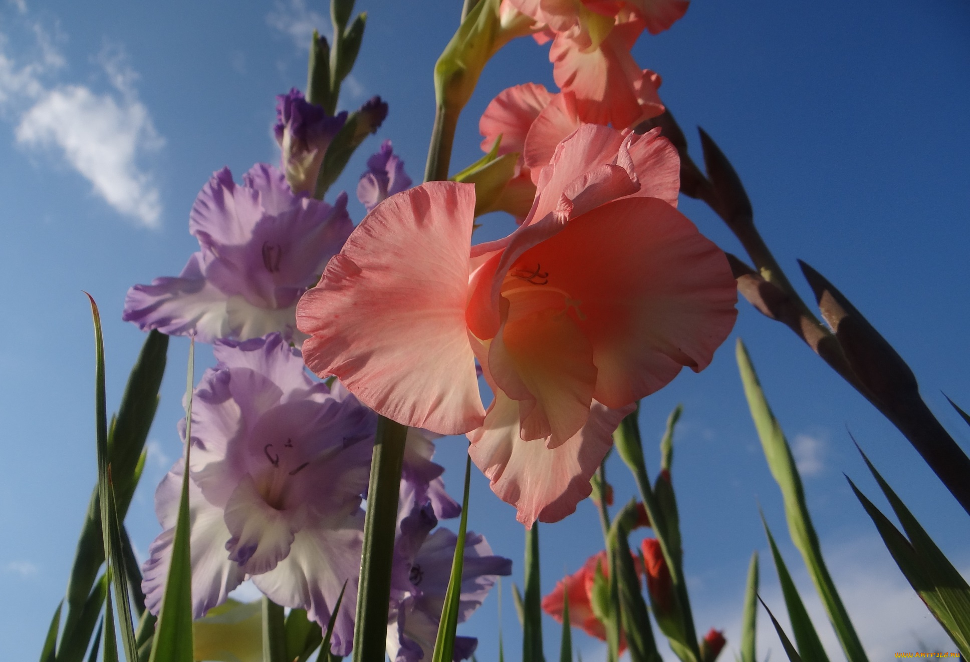 цветы, гладиолусы, небо