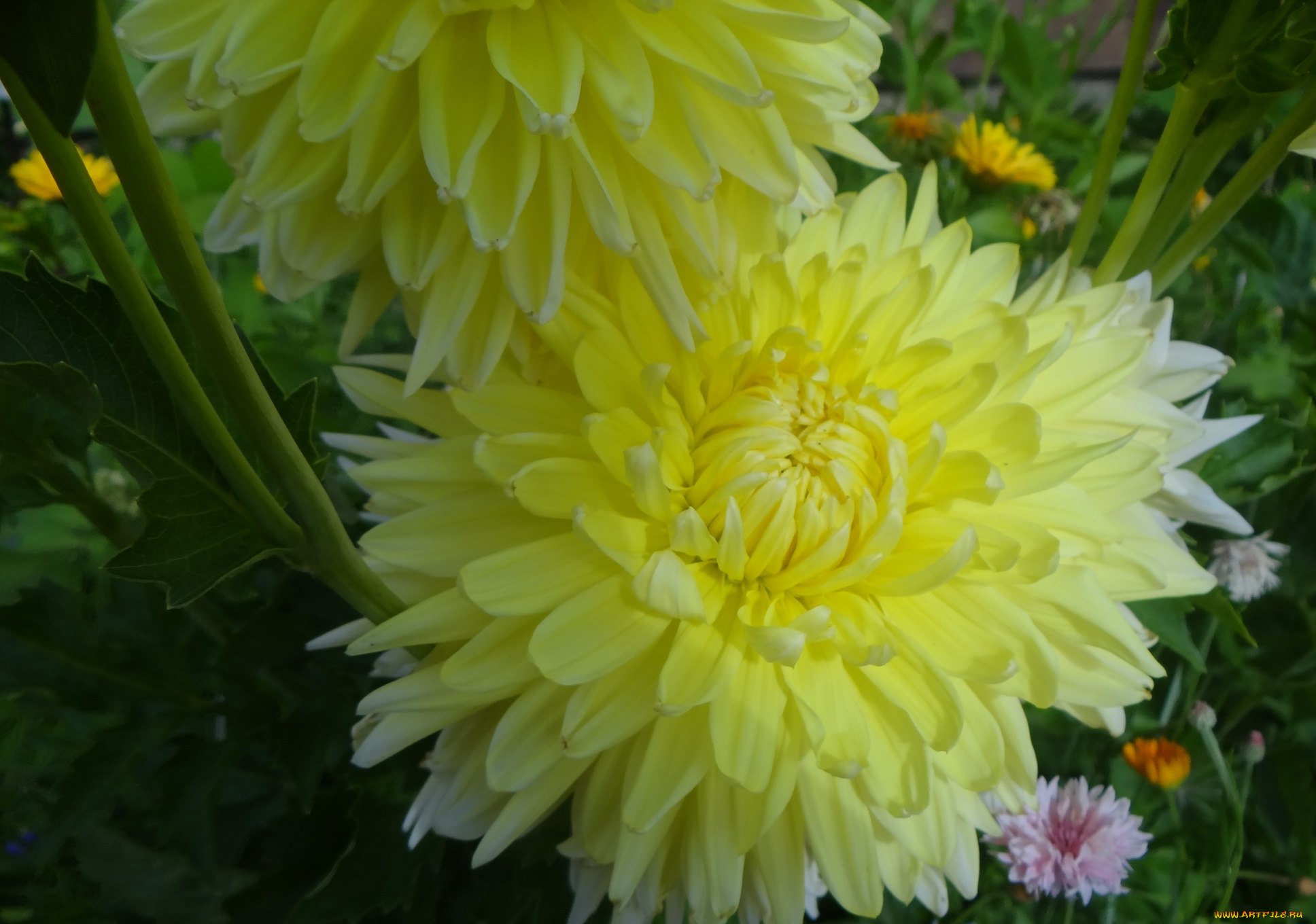 цветы, георгины, жёлтые