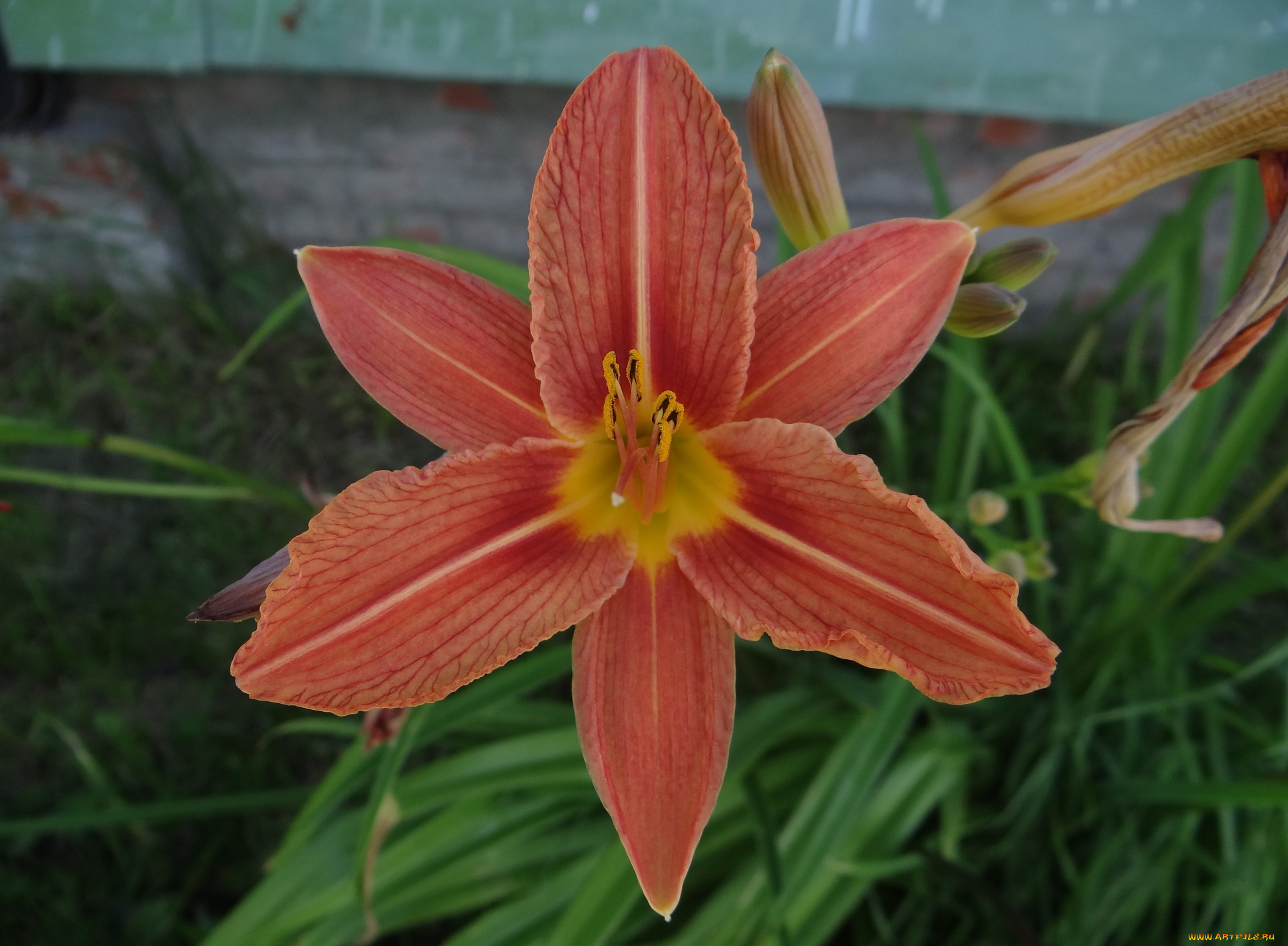 цветы, лилии, , лилейники, лилейник