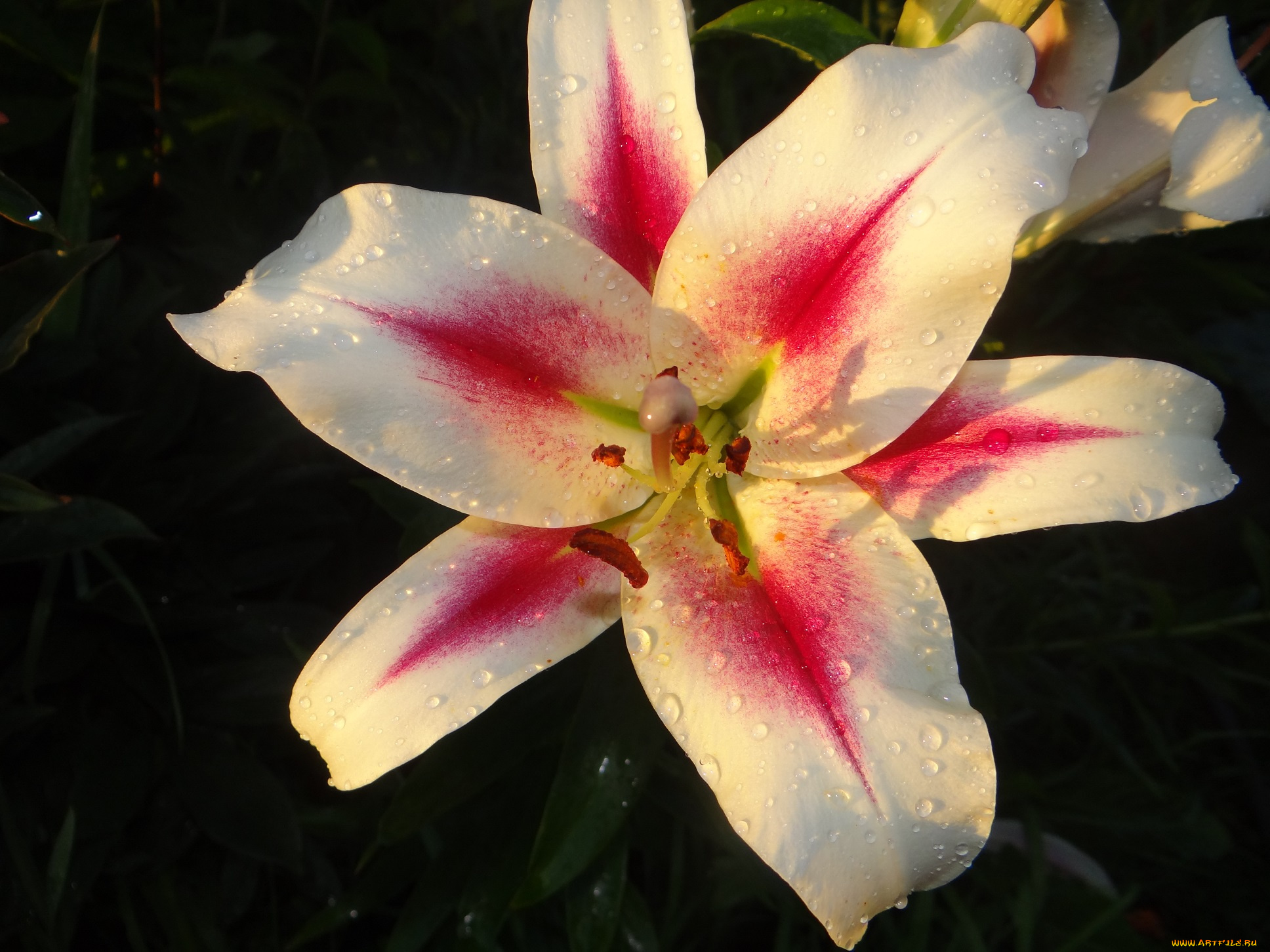 цветы, лилии, , лилейники, цветок, лилия, макро