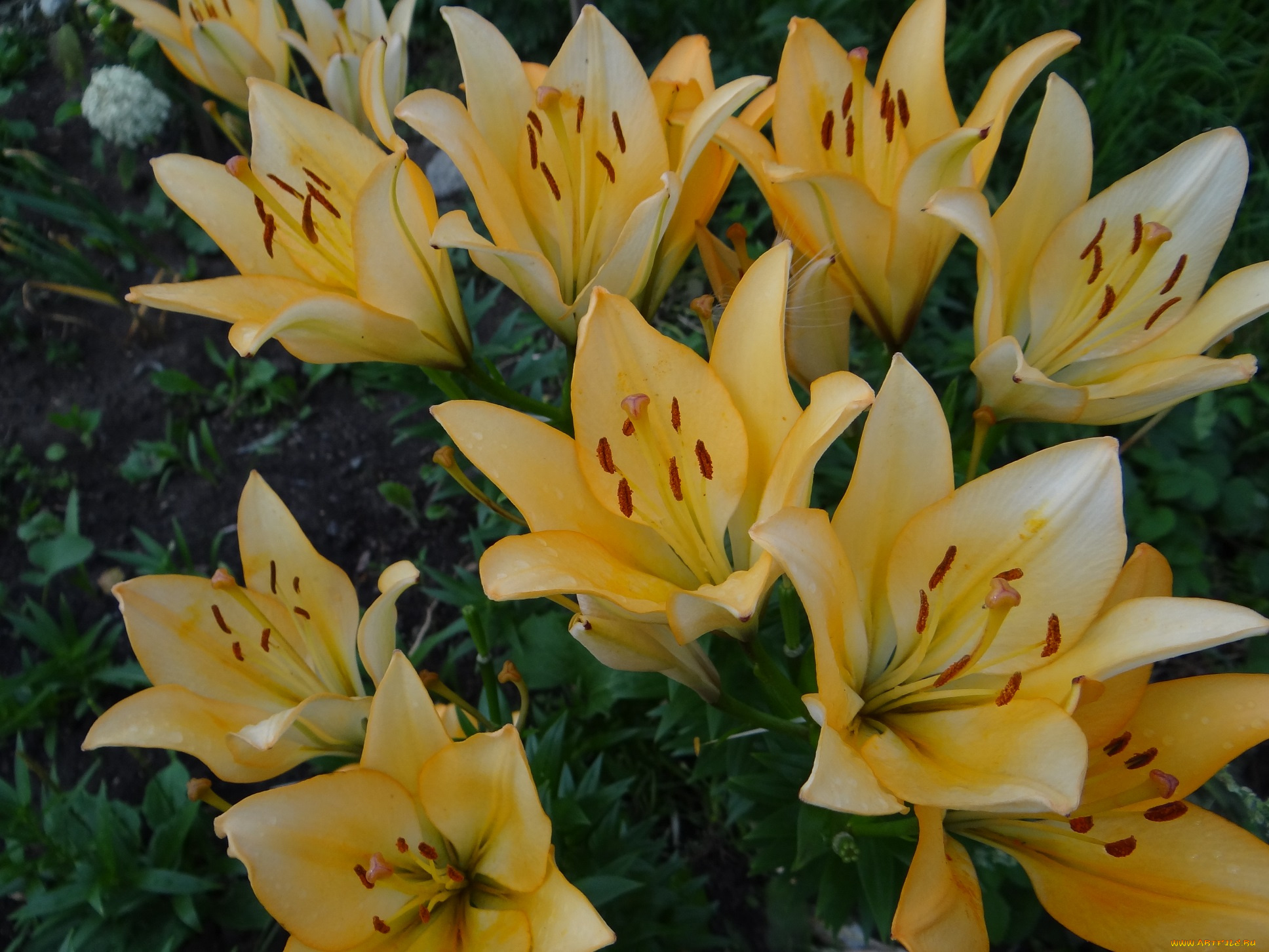 цветы, лилии, , лилейники, жёлтые