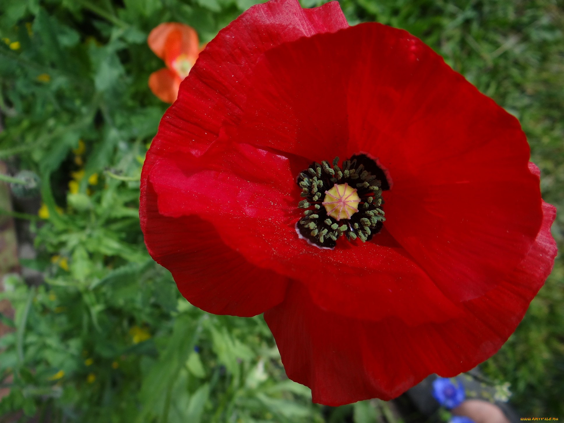 цветы, маки, мак, макро, красный