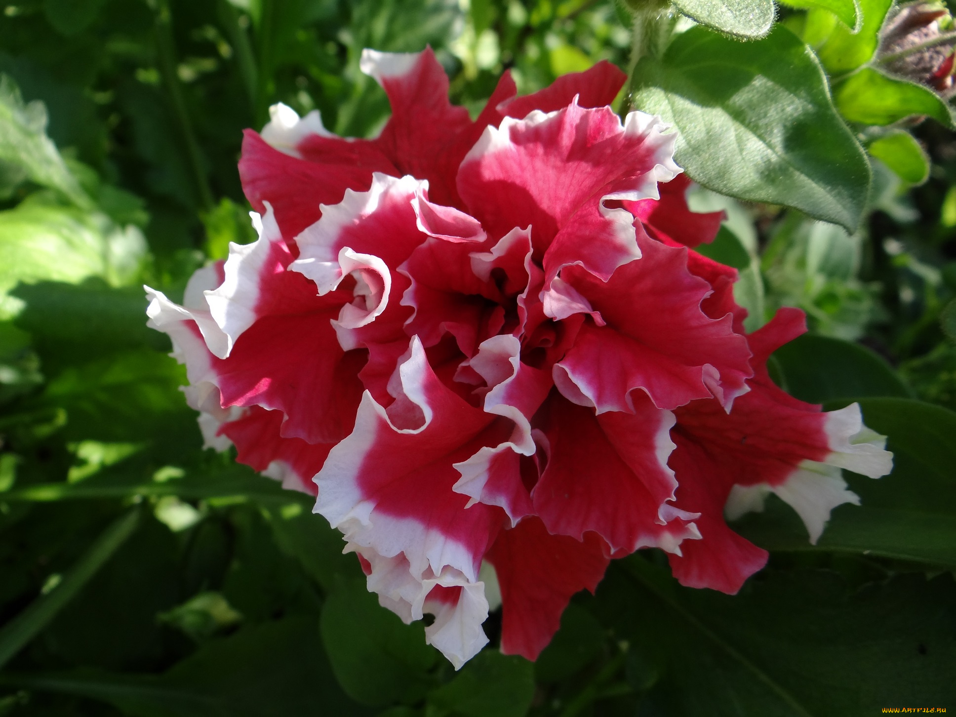 цветы, петунии, , калибрахоа, бело-розовый, цветок, петуния