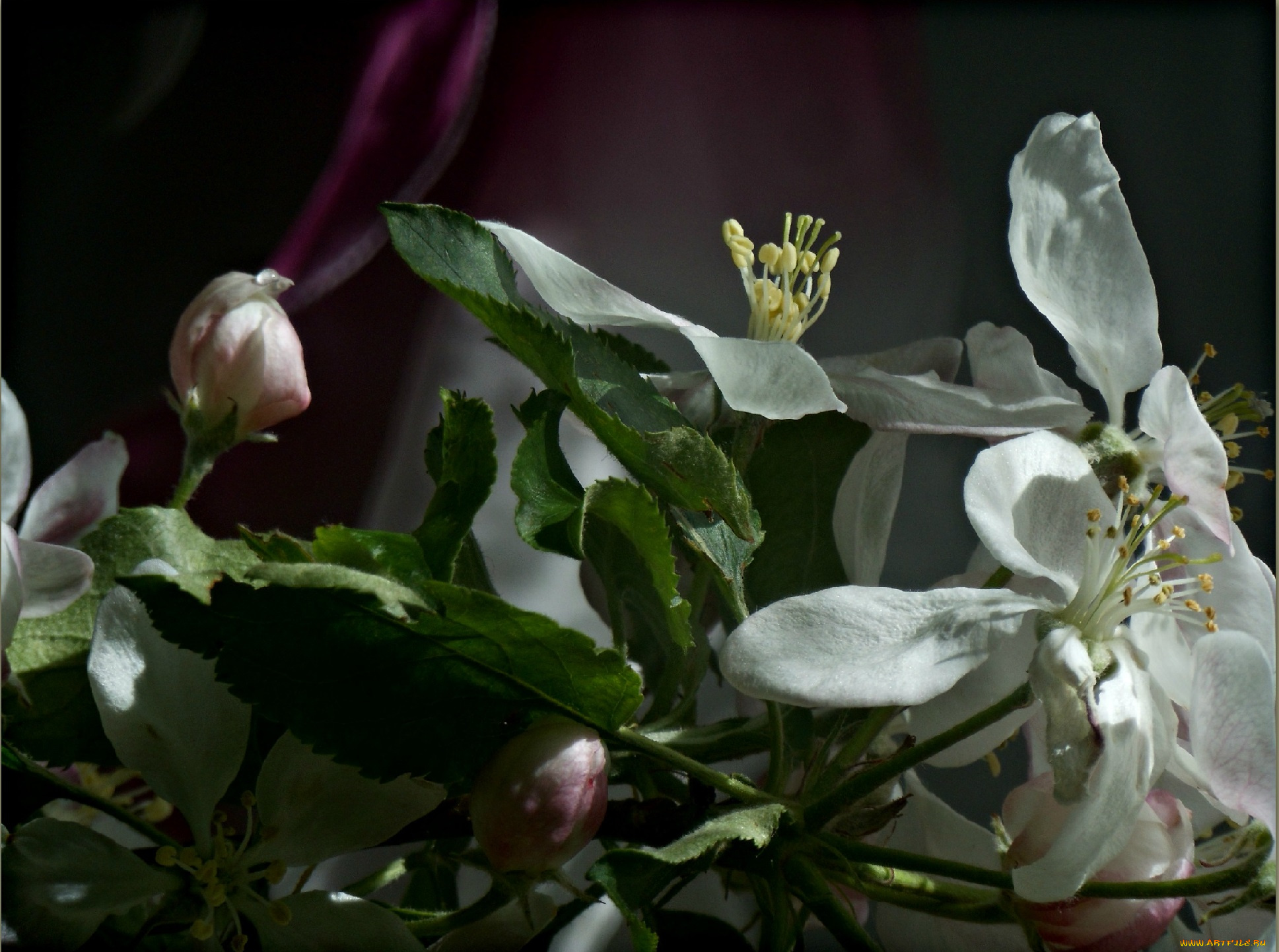 цветы, цветущие, деревья, , , кустарники, весна, яблоня