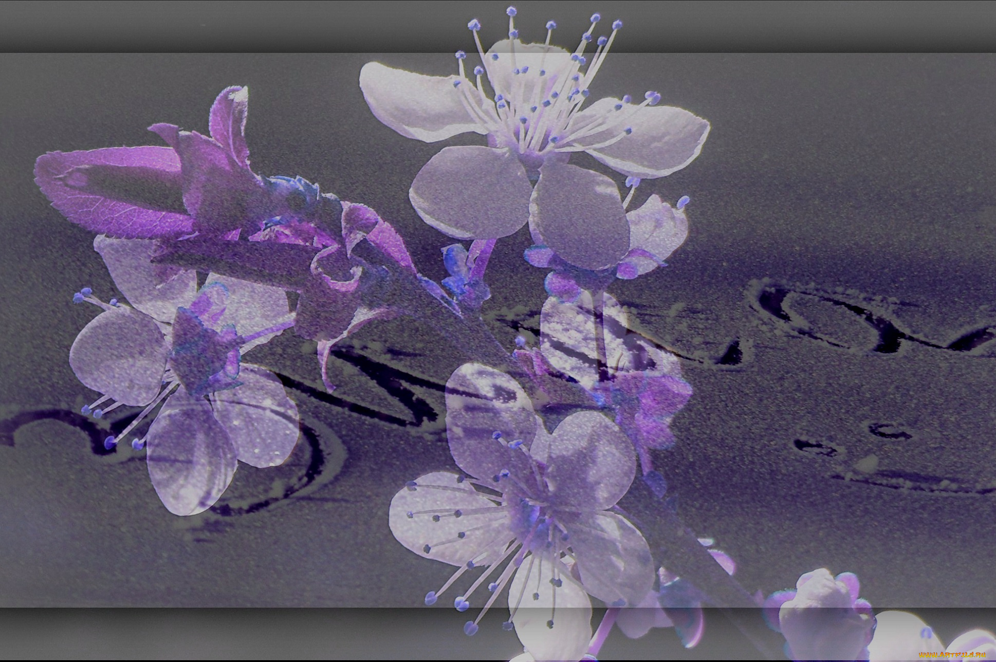 разное, компьютерный, дизайн, обработка, буквы, слово, зима, снег, цветы