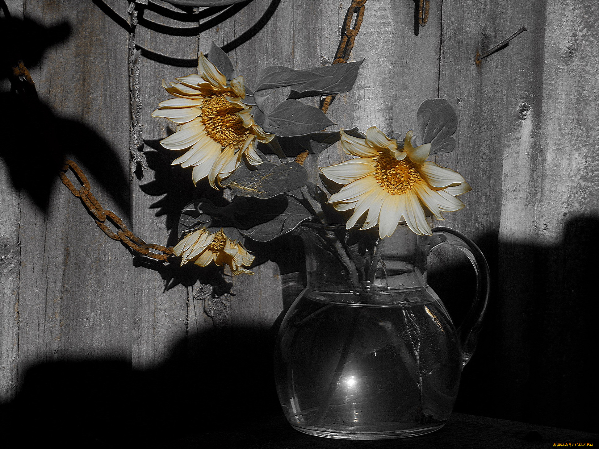 цветы, подсолнухи