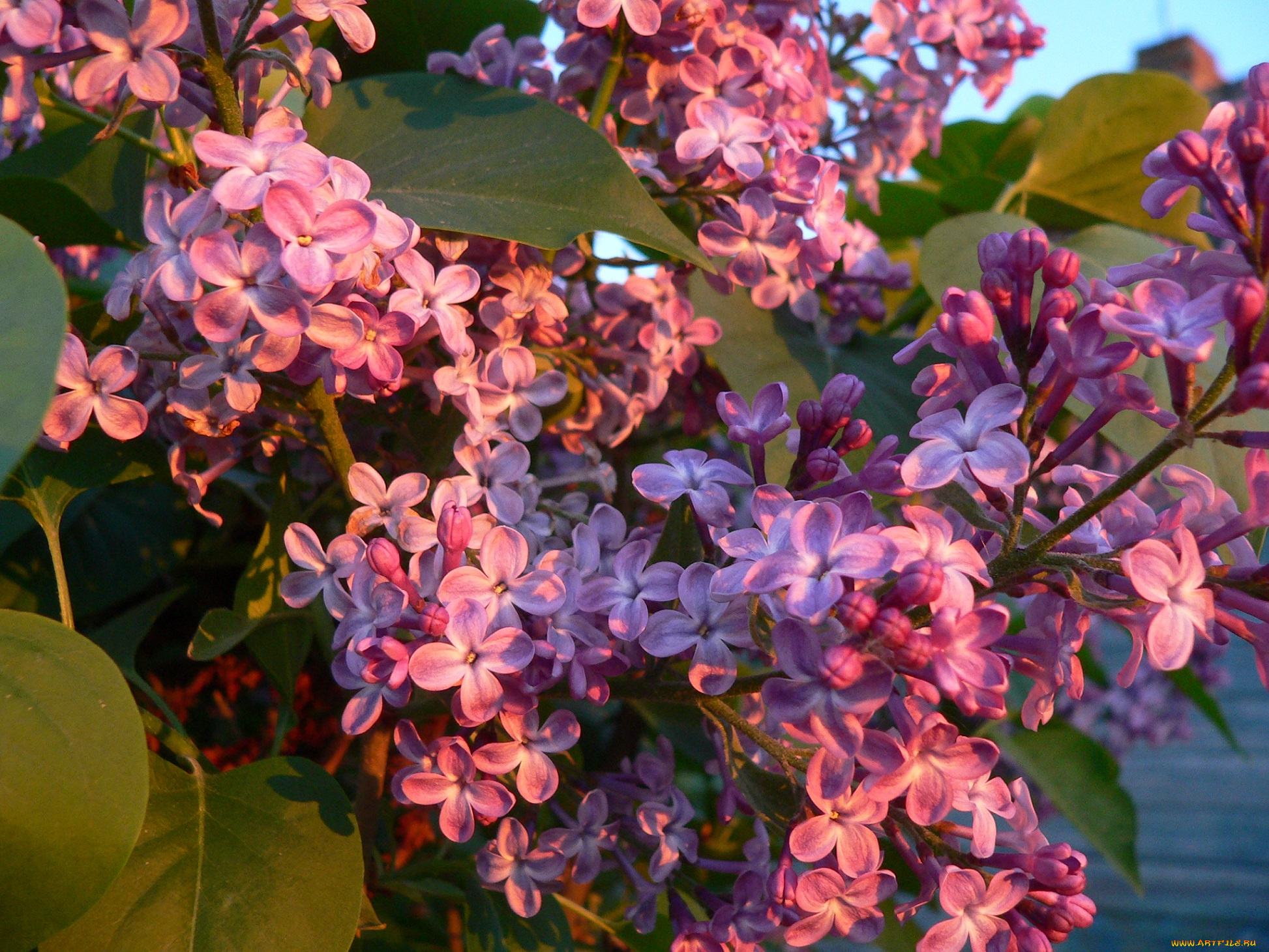 цветы, сирень, макро