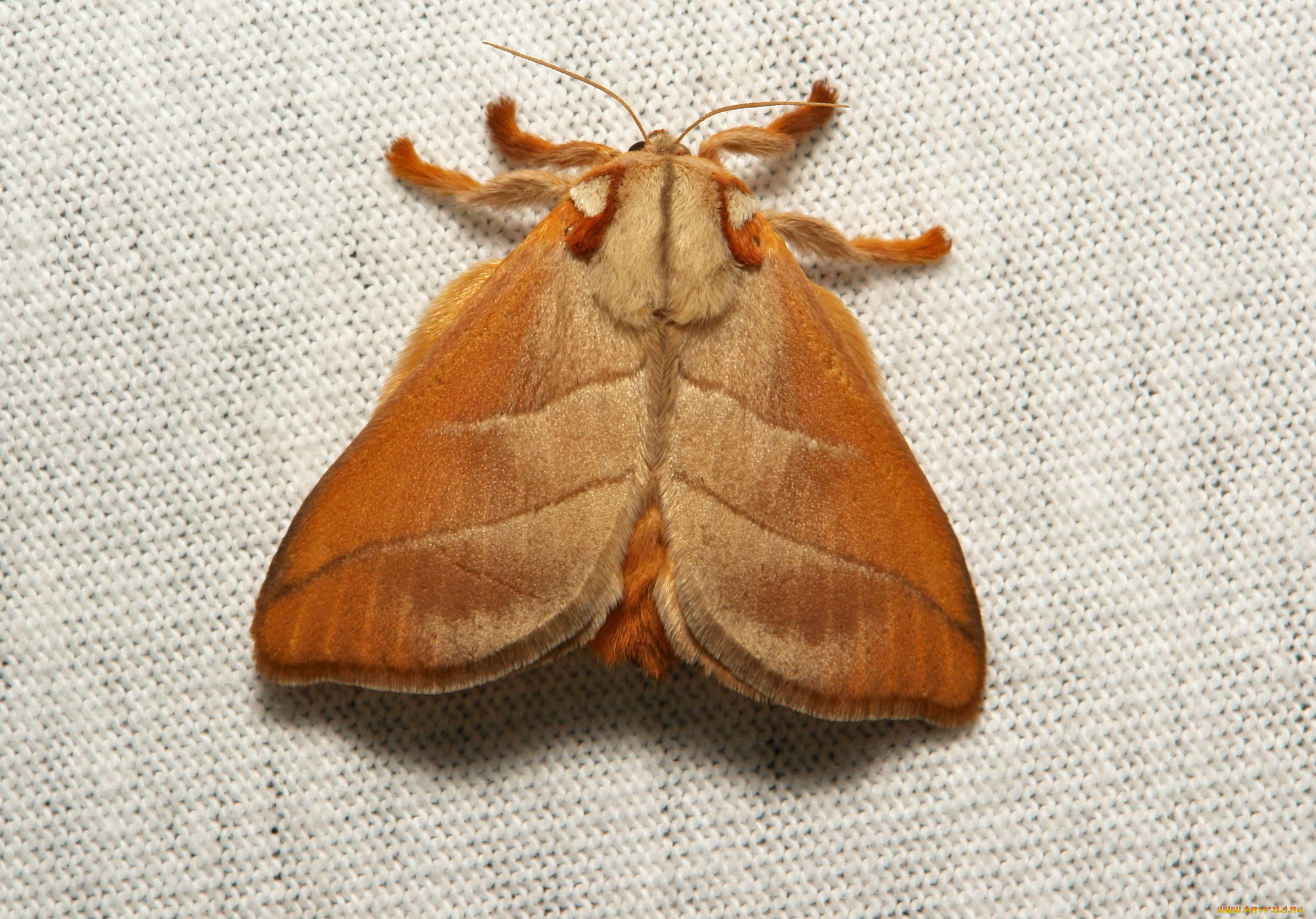 животные, бабочки, , мотыльки, , моли, моль, мотылёк, макро, itchydogimages