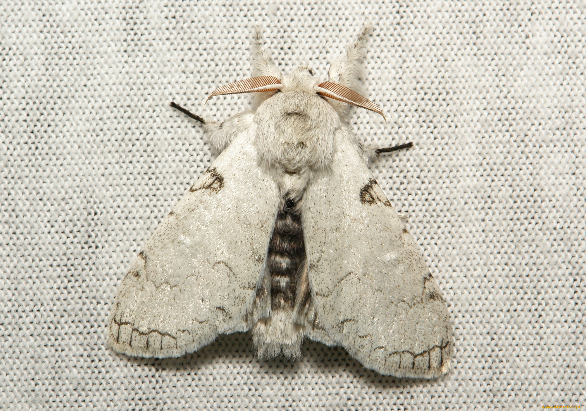 животные, бабочки, , мотыльки, , моли, крылья, бабочка, макро, itchydogimages