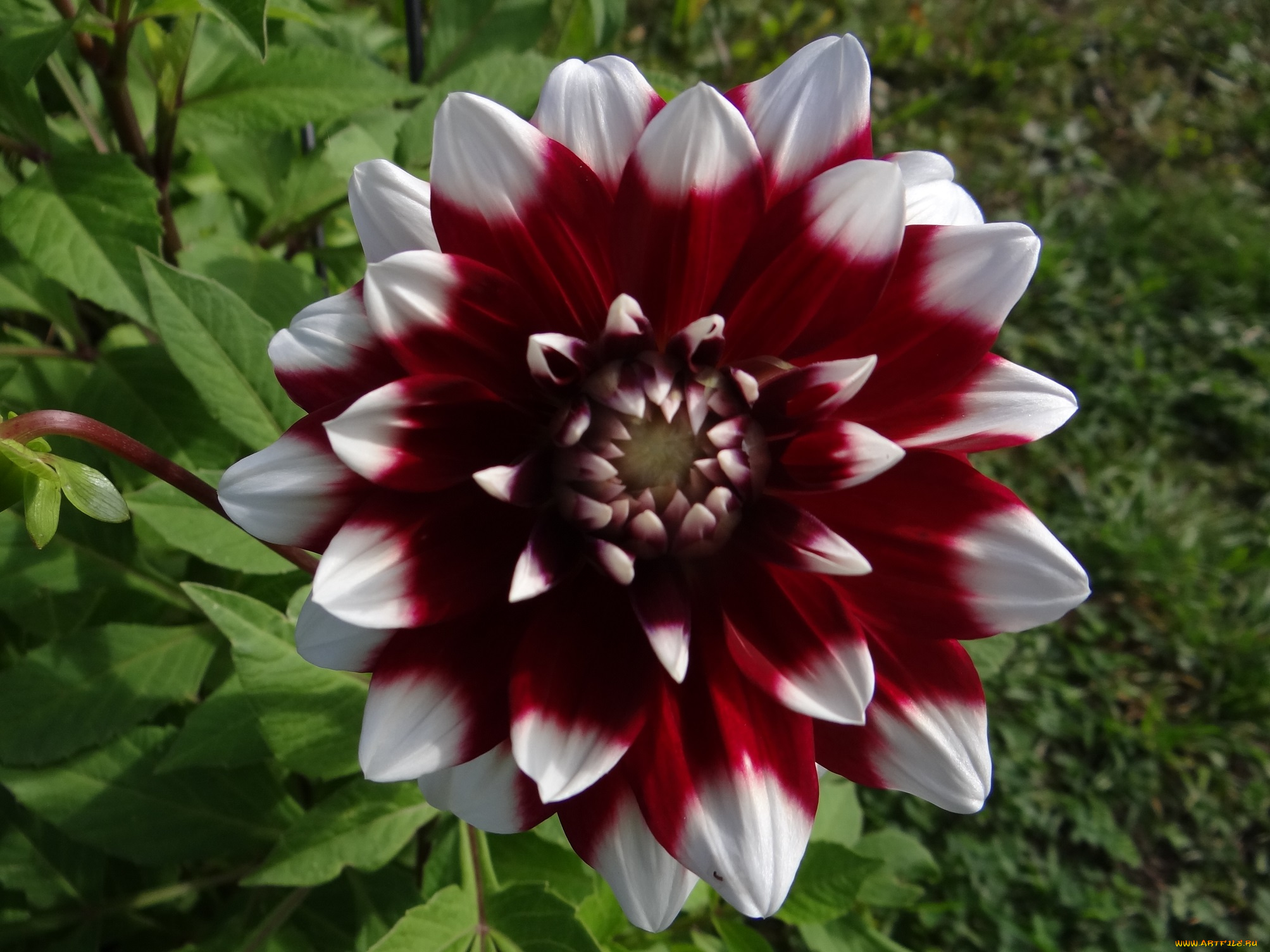 цветы, георгины, георгина, рябой, цветок