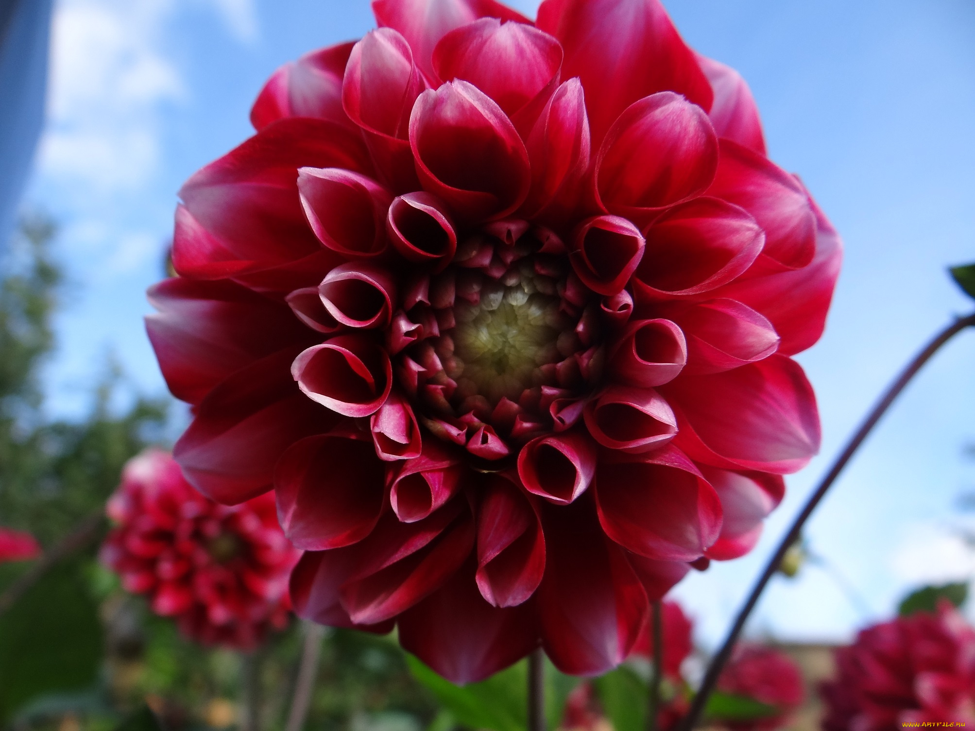 цветы, георгины, красная, георгина