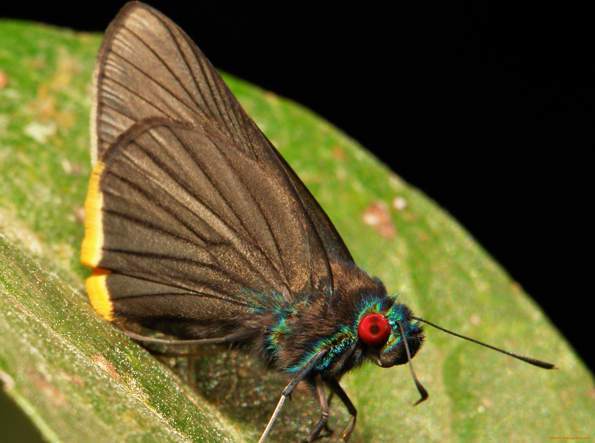 животные, бабочки, , мотыльки, , моли, itchydogimages, макро, бабочка, крылья, усики, узор