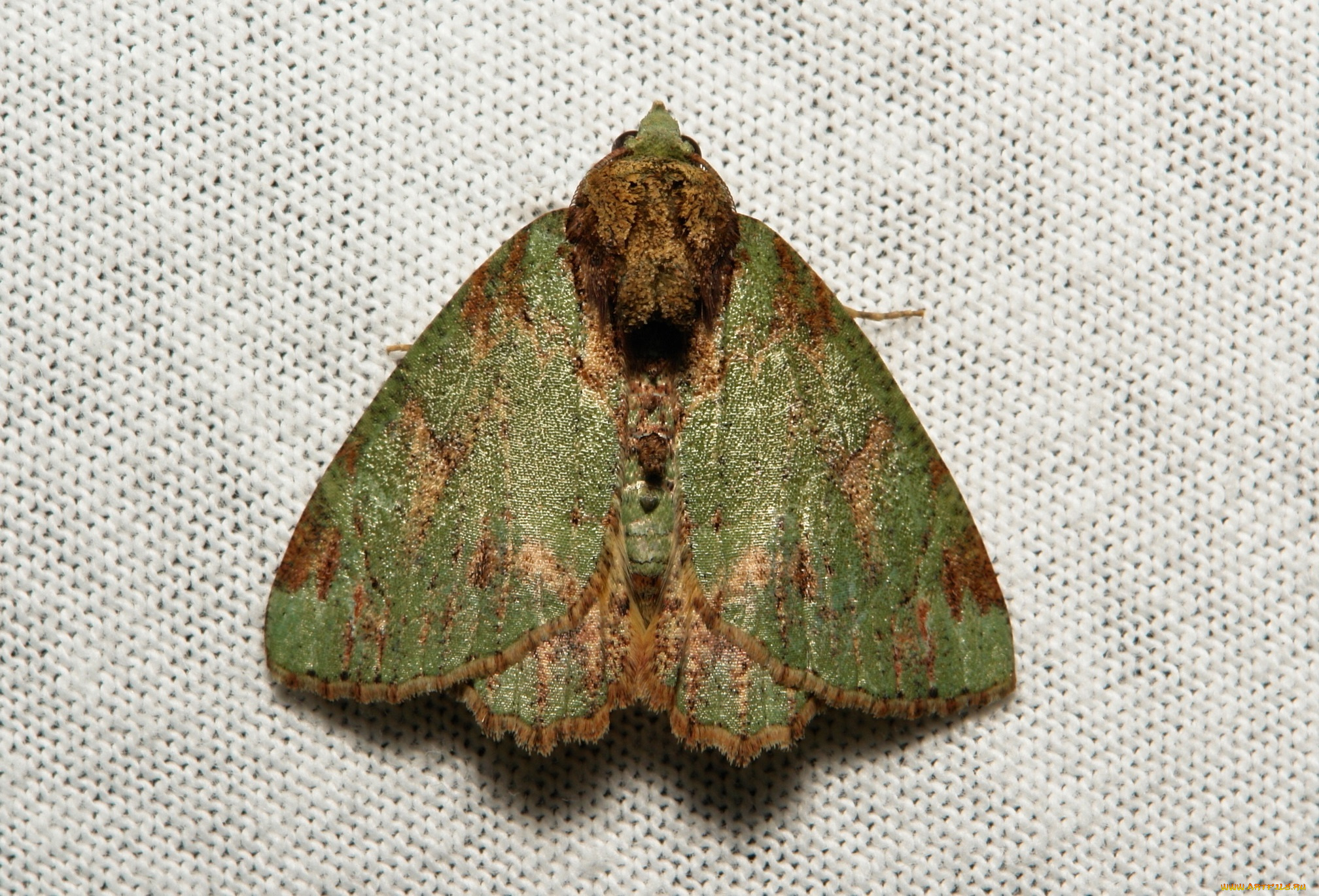 животные, бабочки, , мотыльки, , моли, мотылёк, макро, itchydogimages, моль