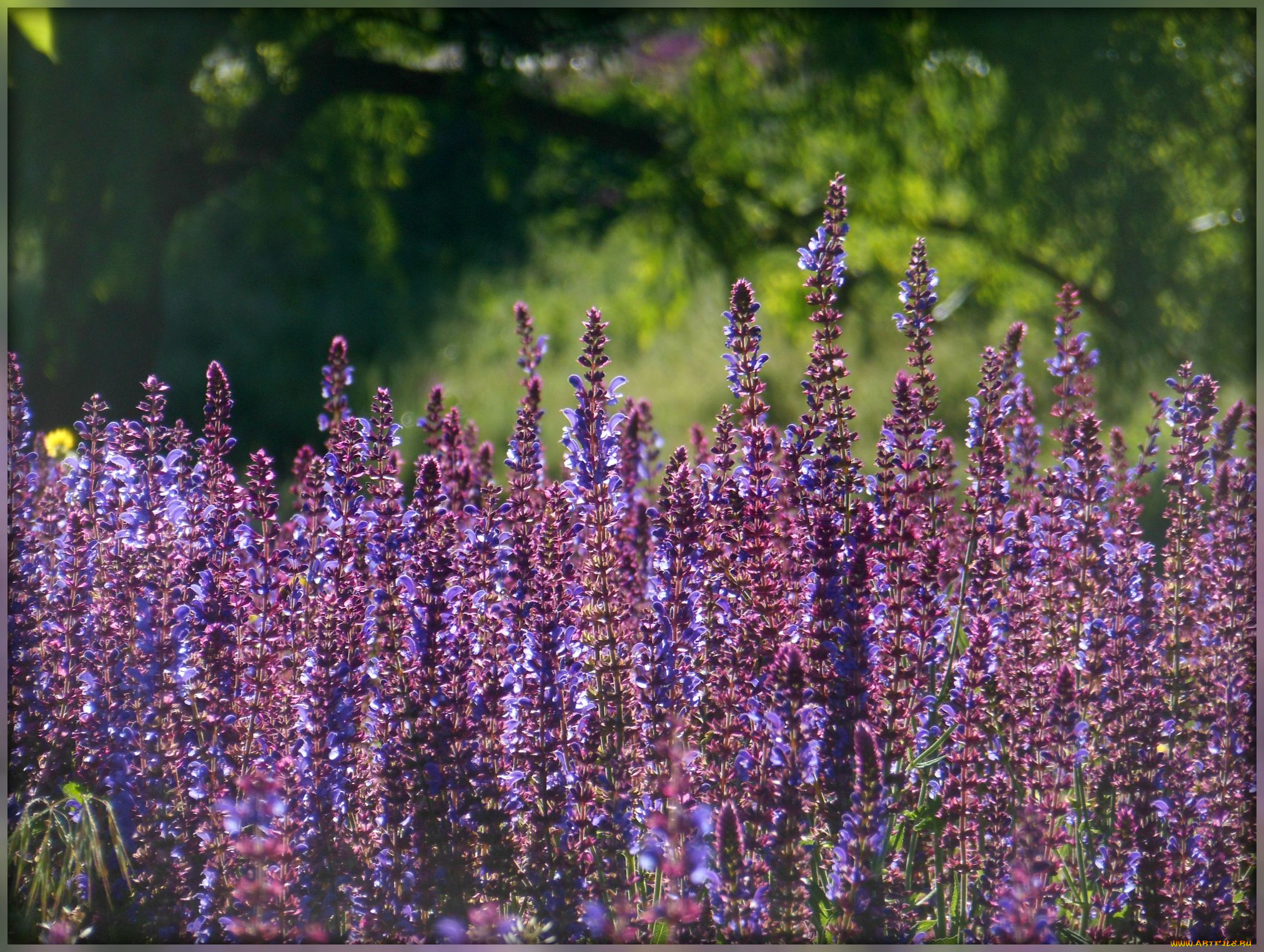 цветы, луговые, , полевые, , цветы, сиреневые, луг, поле