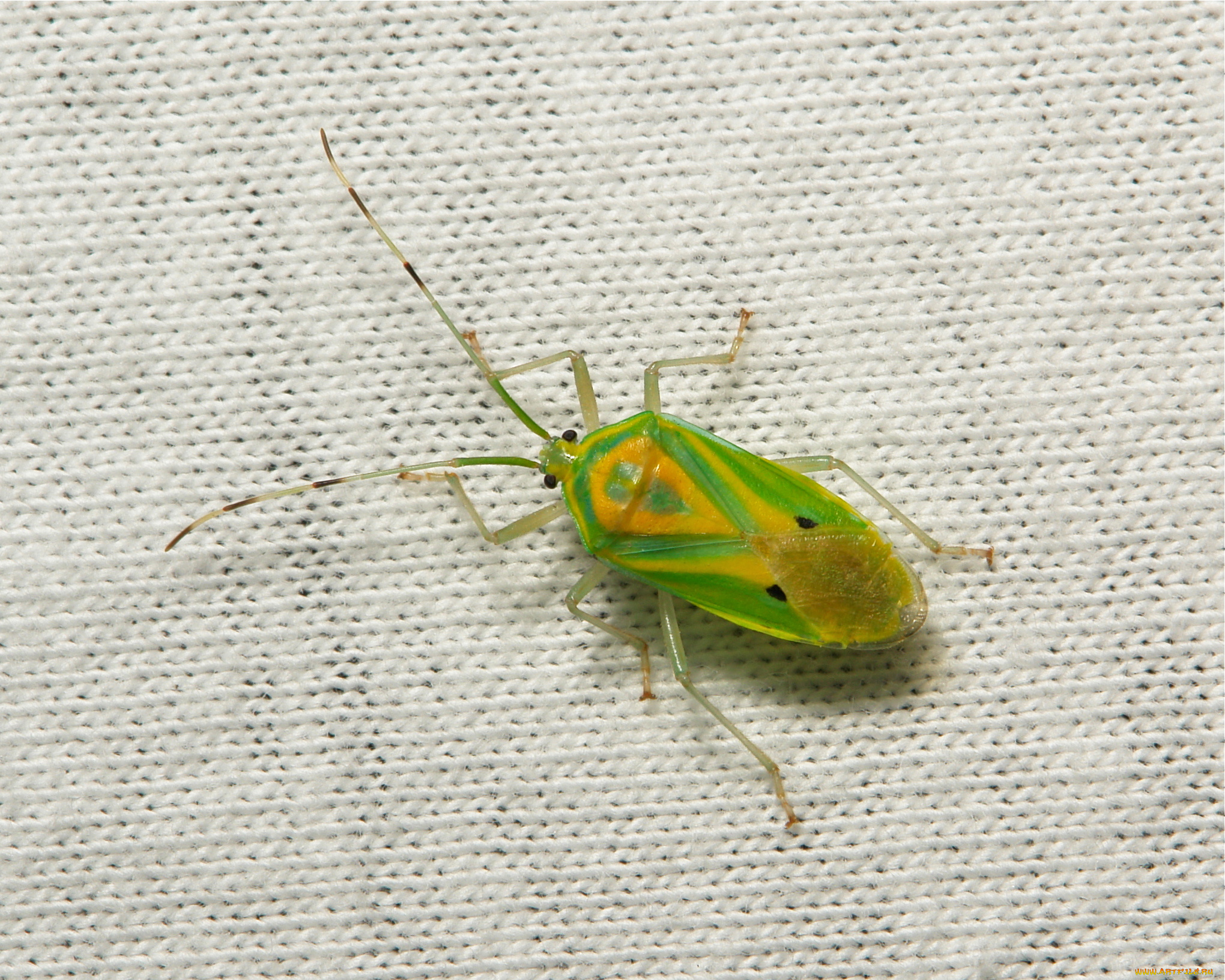 животные, насекомые, itchydogimages, макро, жук