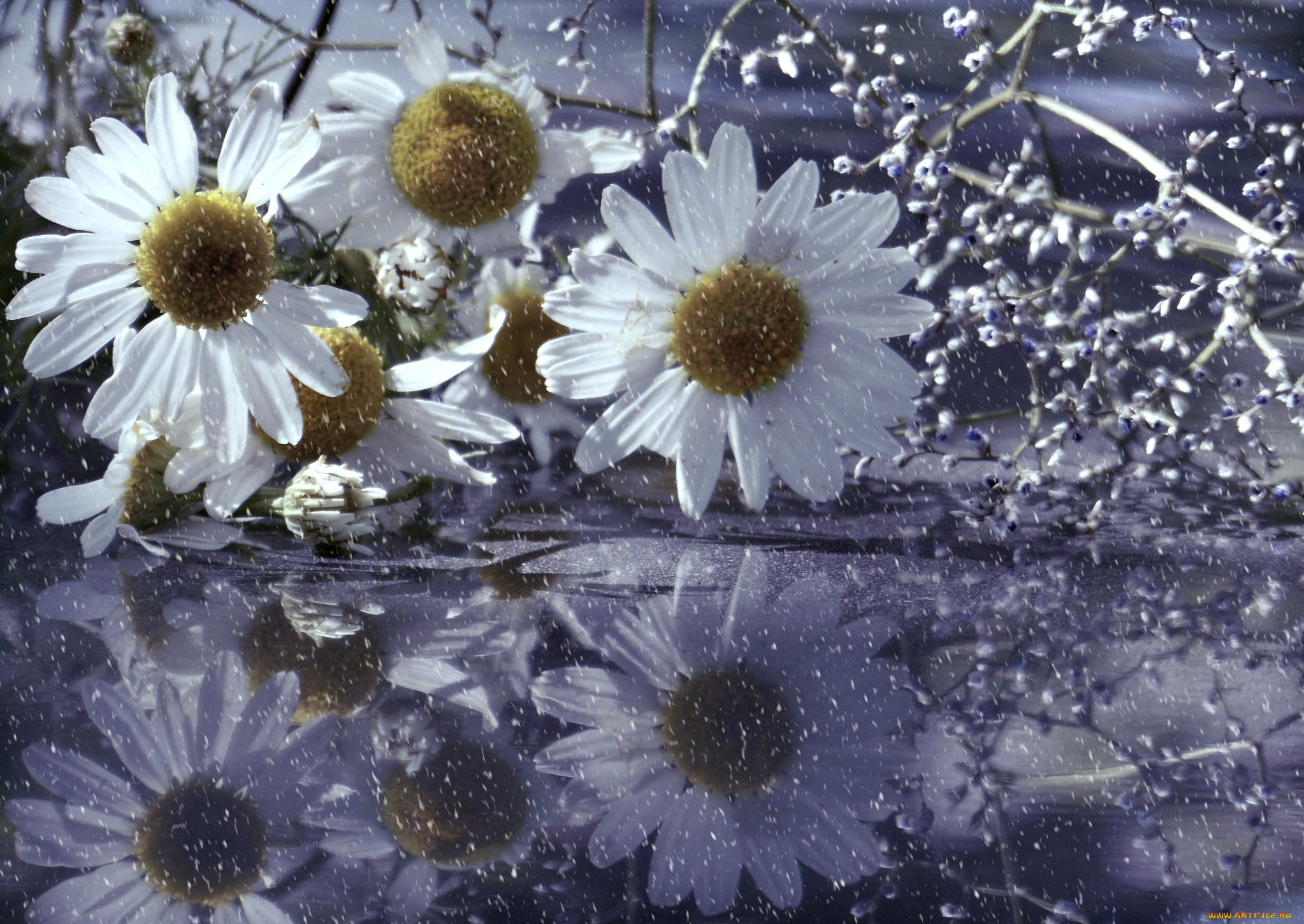 цветы, ромашки, капли