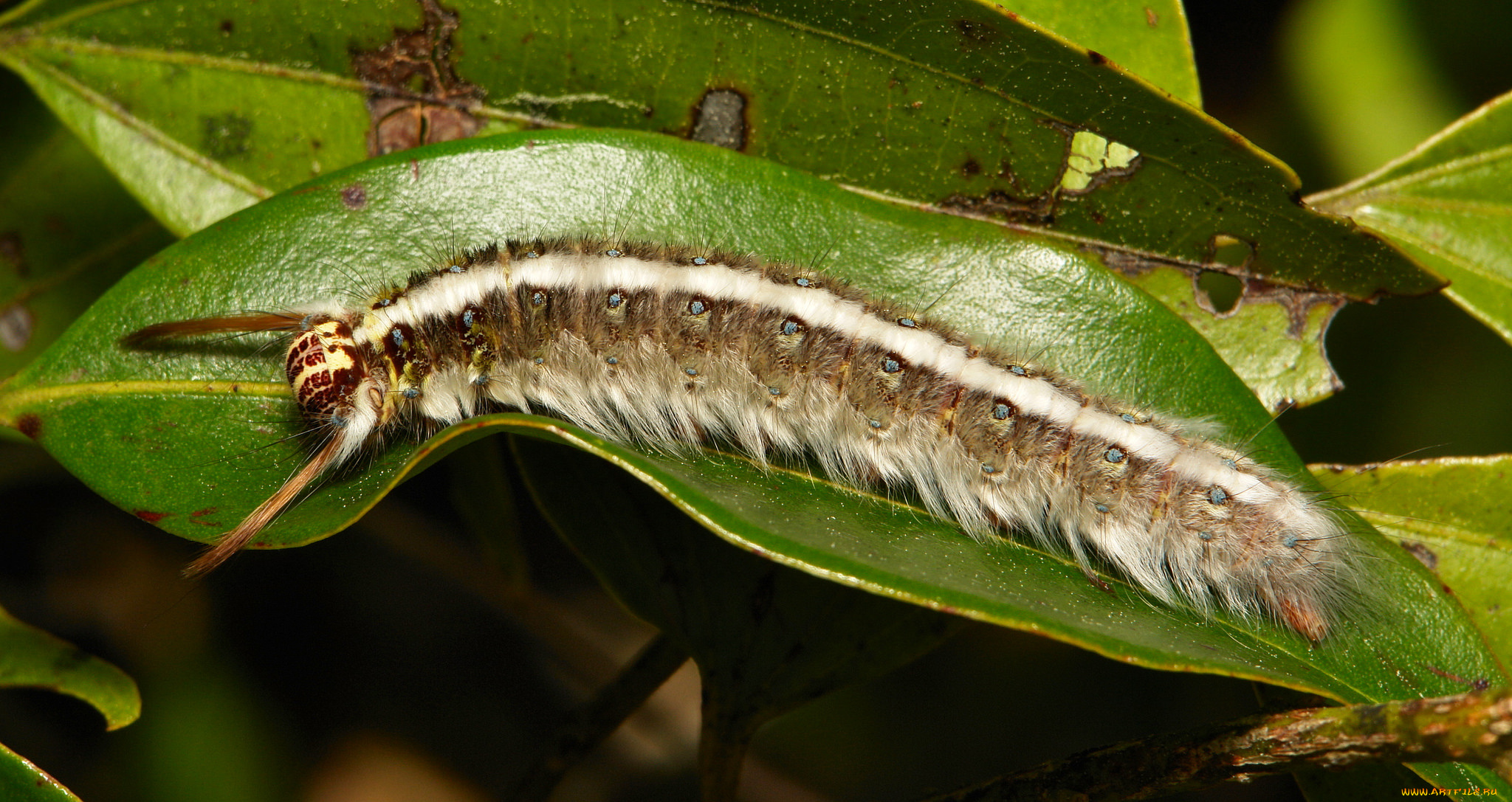 животные, гусеницы, лист, гусеница, макро, itchydogimages