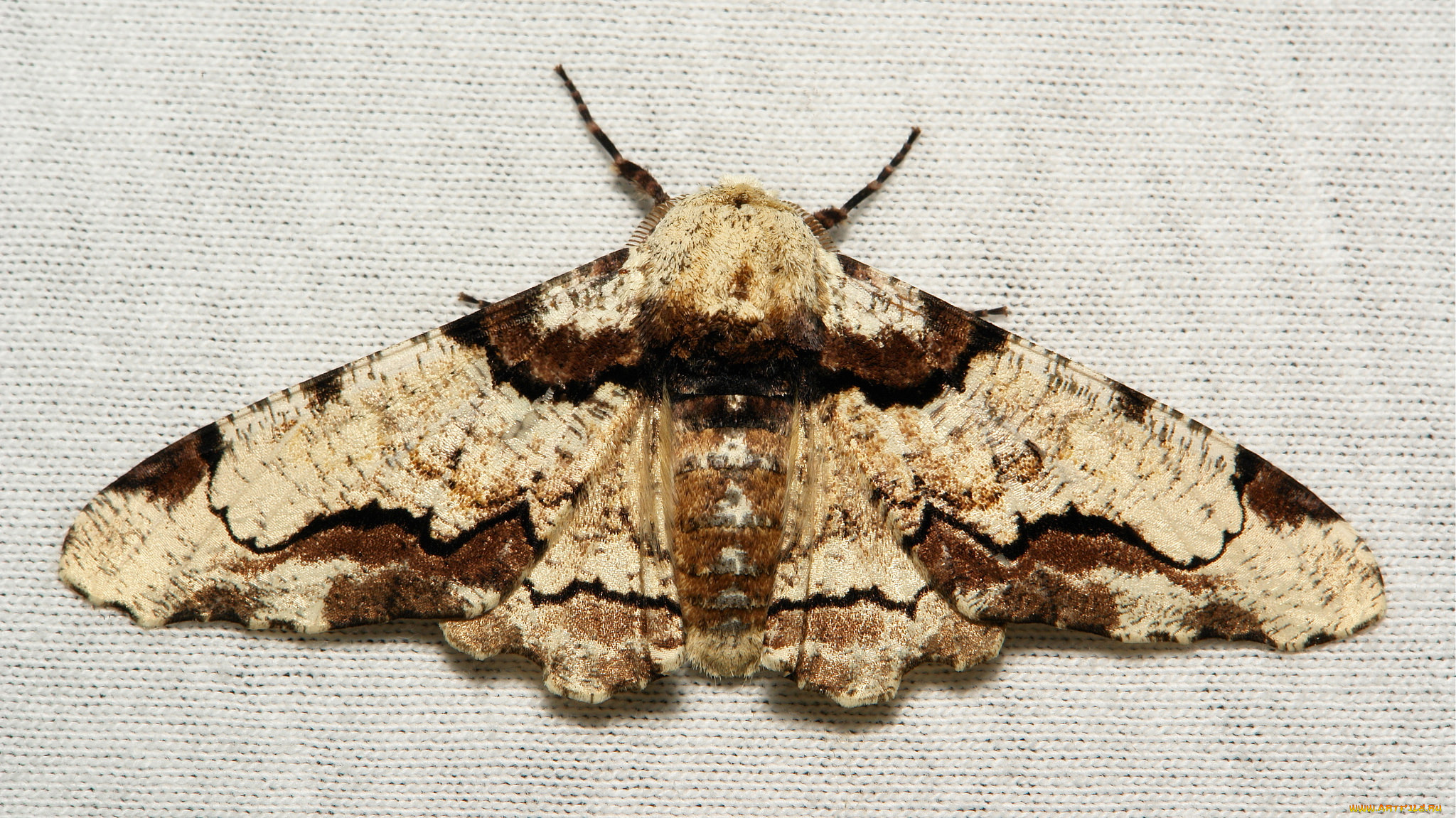 животные, бабочки, , мотыльки, , моли, бабочка, моль, макро, itchydogimages