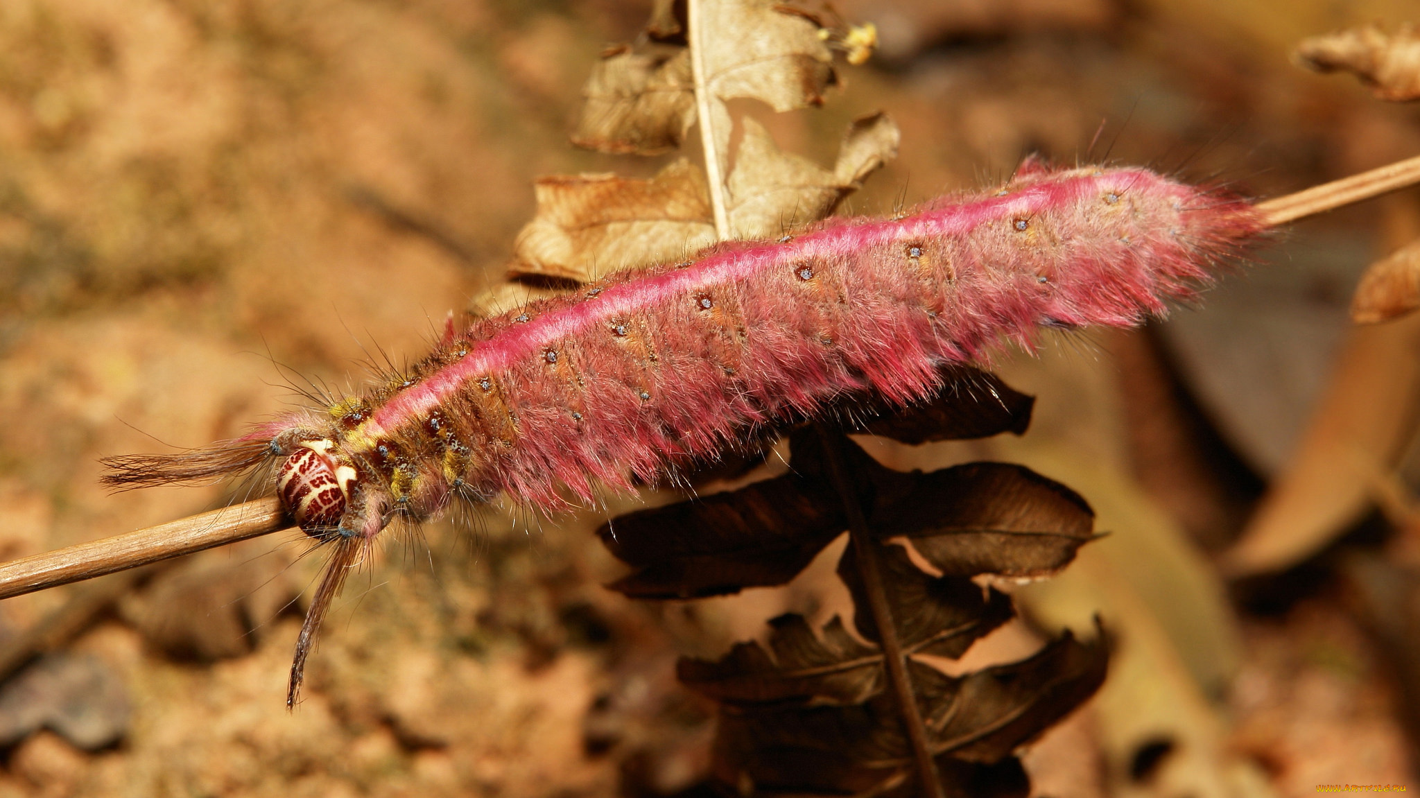 животные, гусеницы, itchydogimages, макро, гусеница, лист