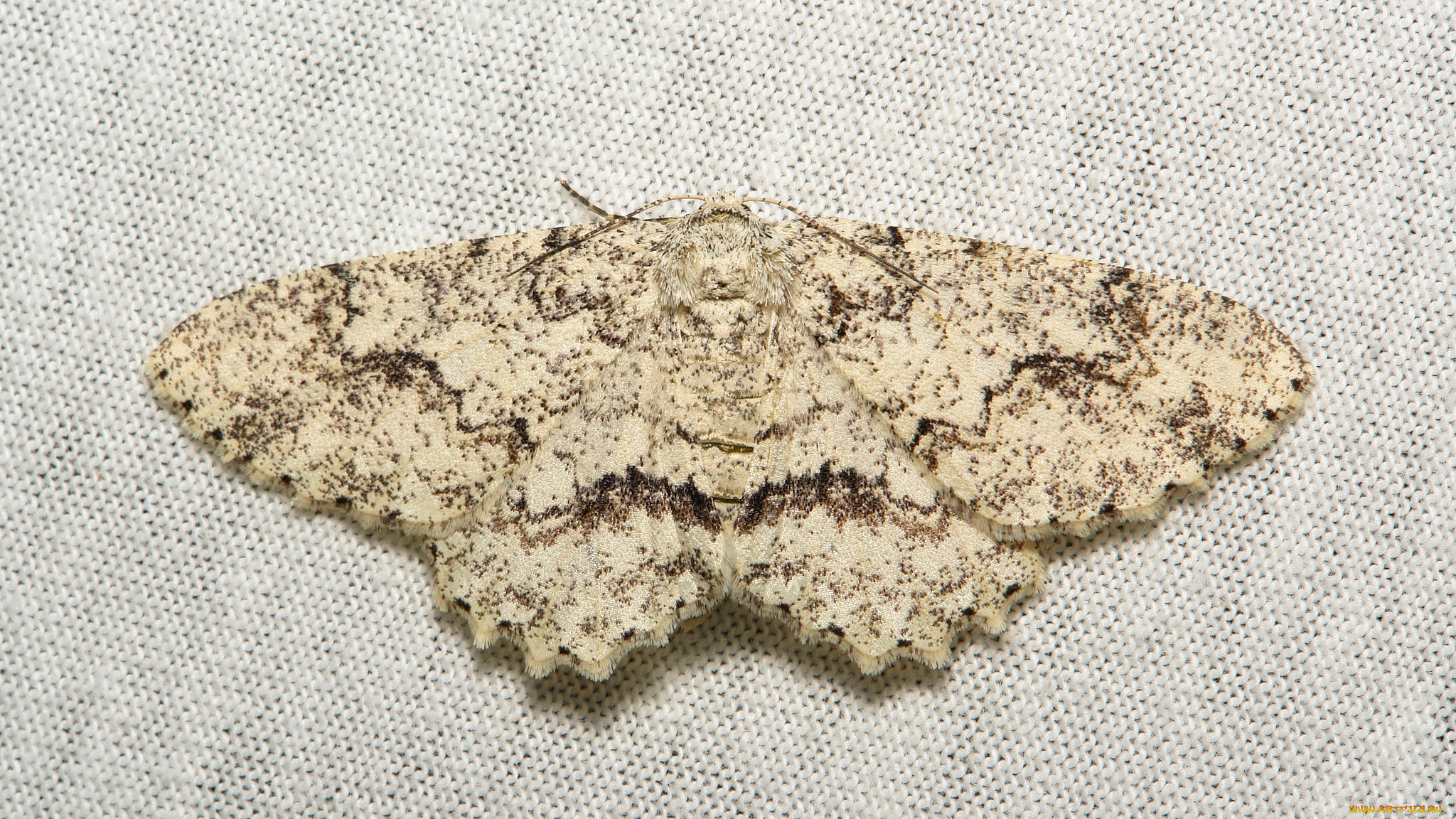 животные, бабочки, , мотыльки, , моли, бабочка, моль, макро, itchydogimages