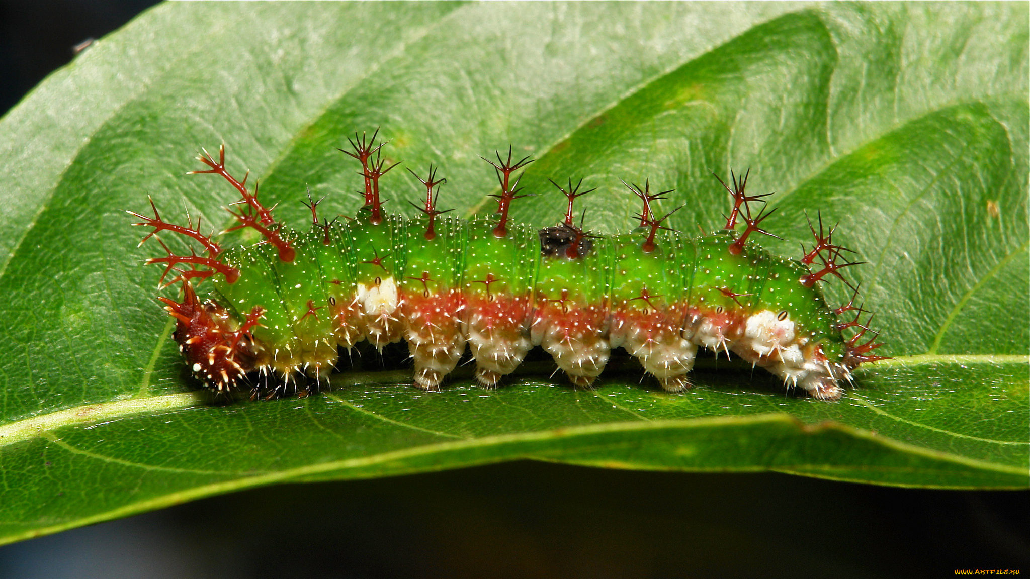 животные, гусеницы, гусеница, лист, насекомое, необычная, макро, itchydogimages