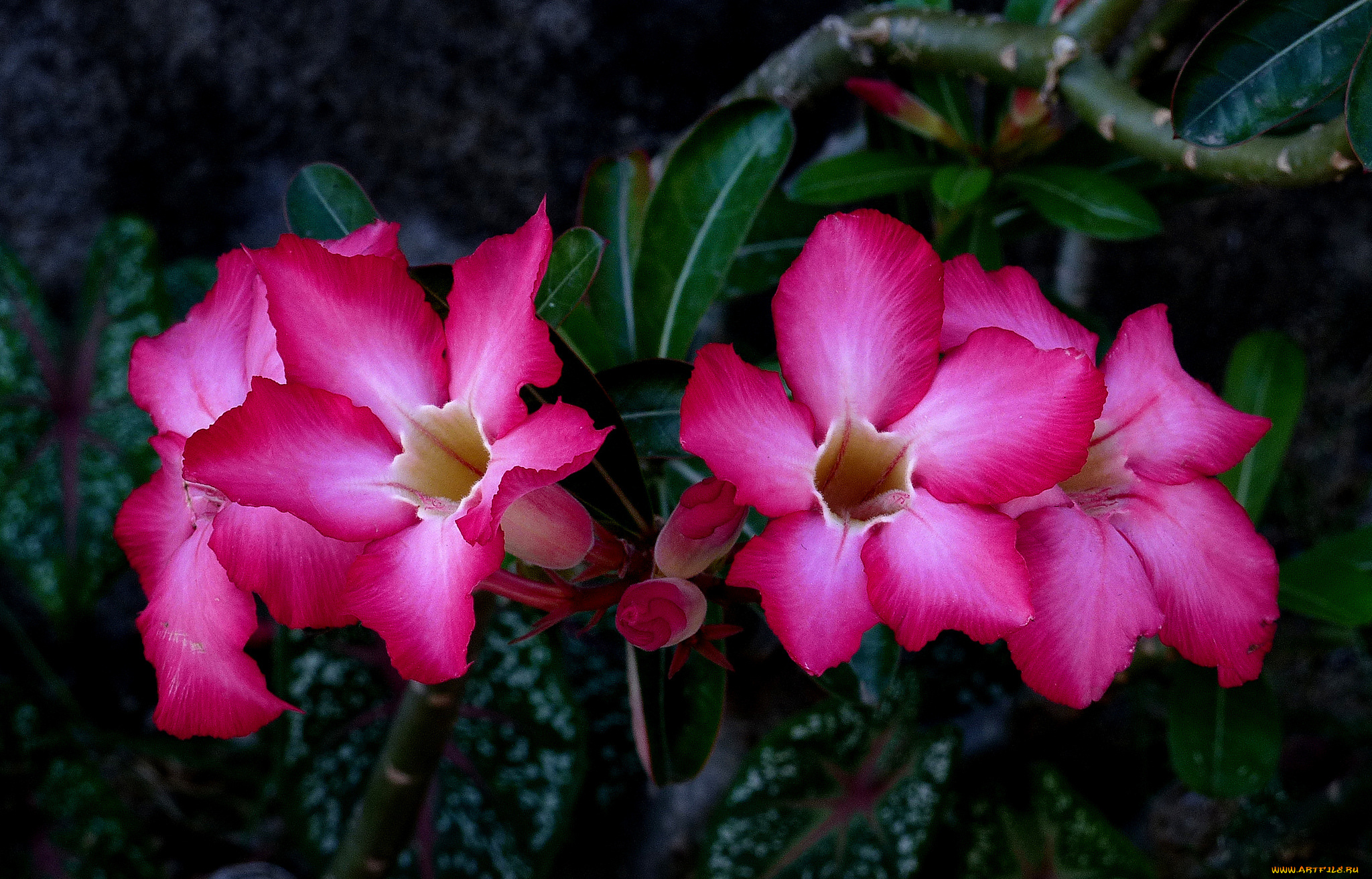 цветы, цветок, лепестки