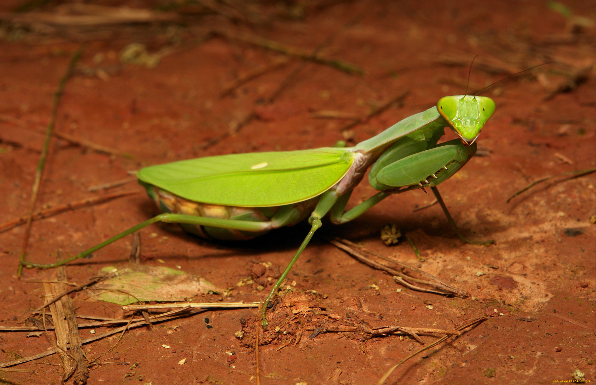 животные, богомолы, богомол, макро, itchydogimages