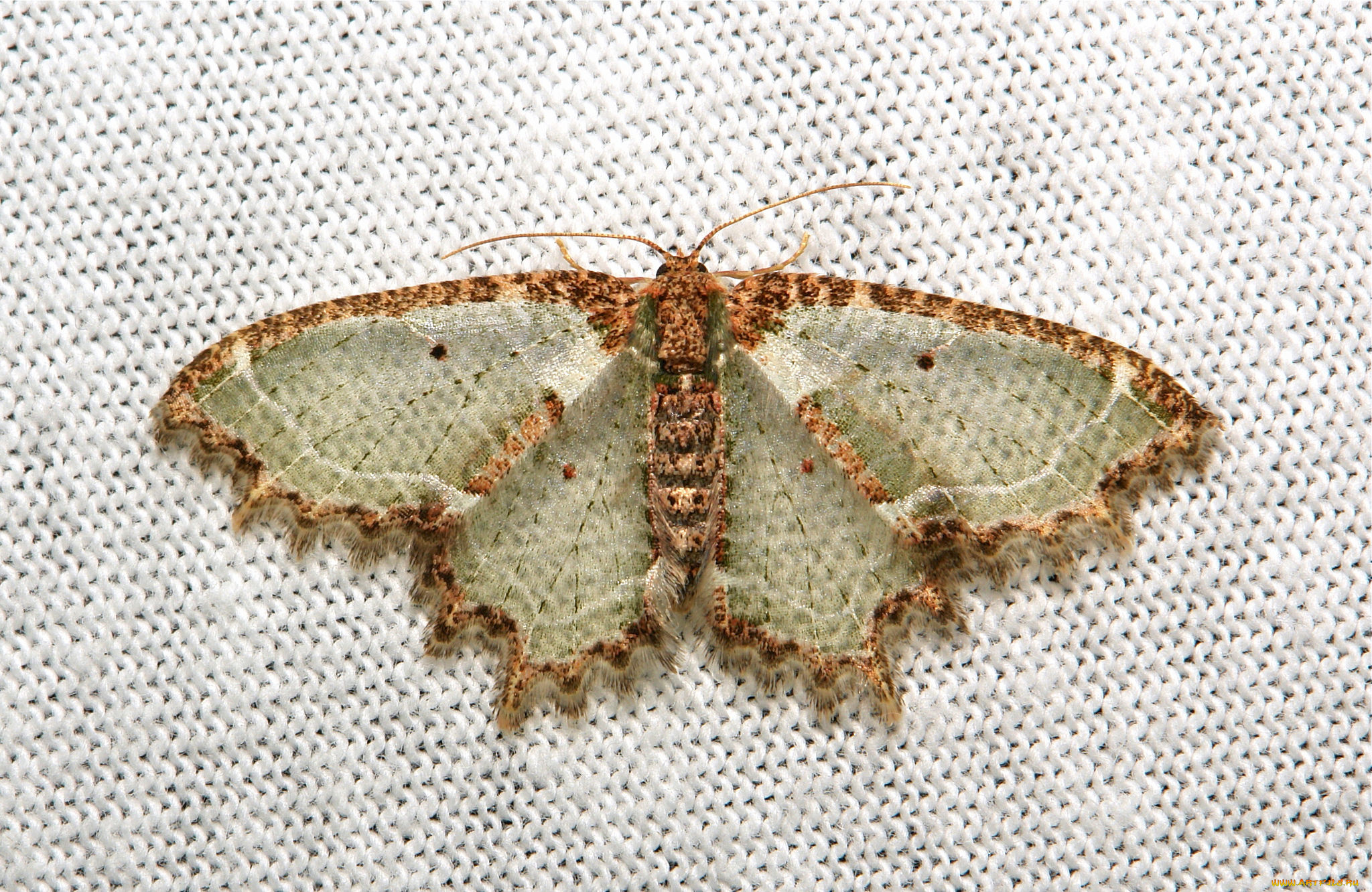 животные, бабочки, , мотыльки, , моли, itchydogimages, макро, моль, бабочка