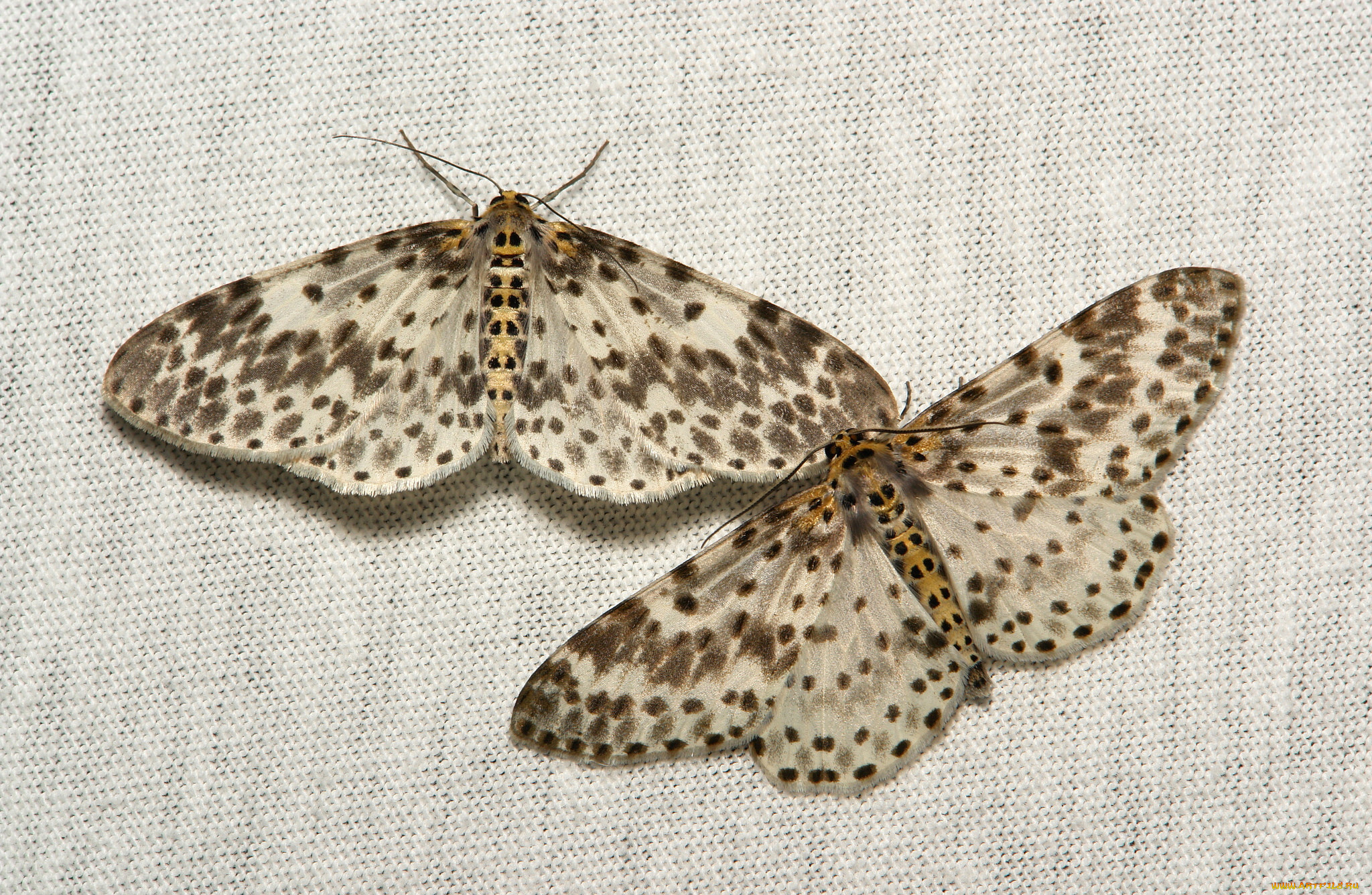 животные, бабочки, , мотыльки, , моли, мотылёк, моль, макро, itchydogimages