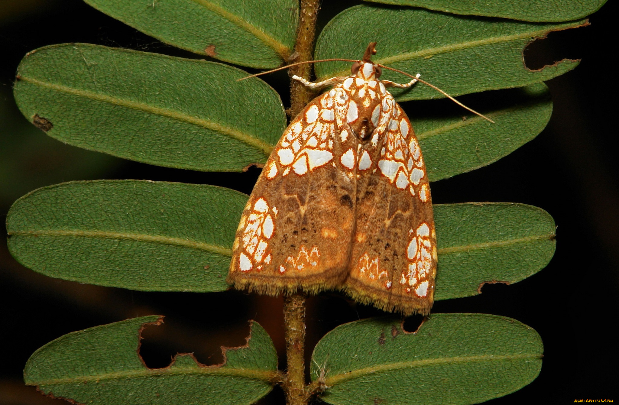 животные, бабочки, , мотыльки, , моли, itchydogimages, макро, моль, мотылёк