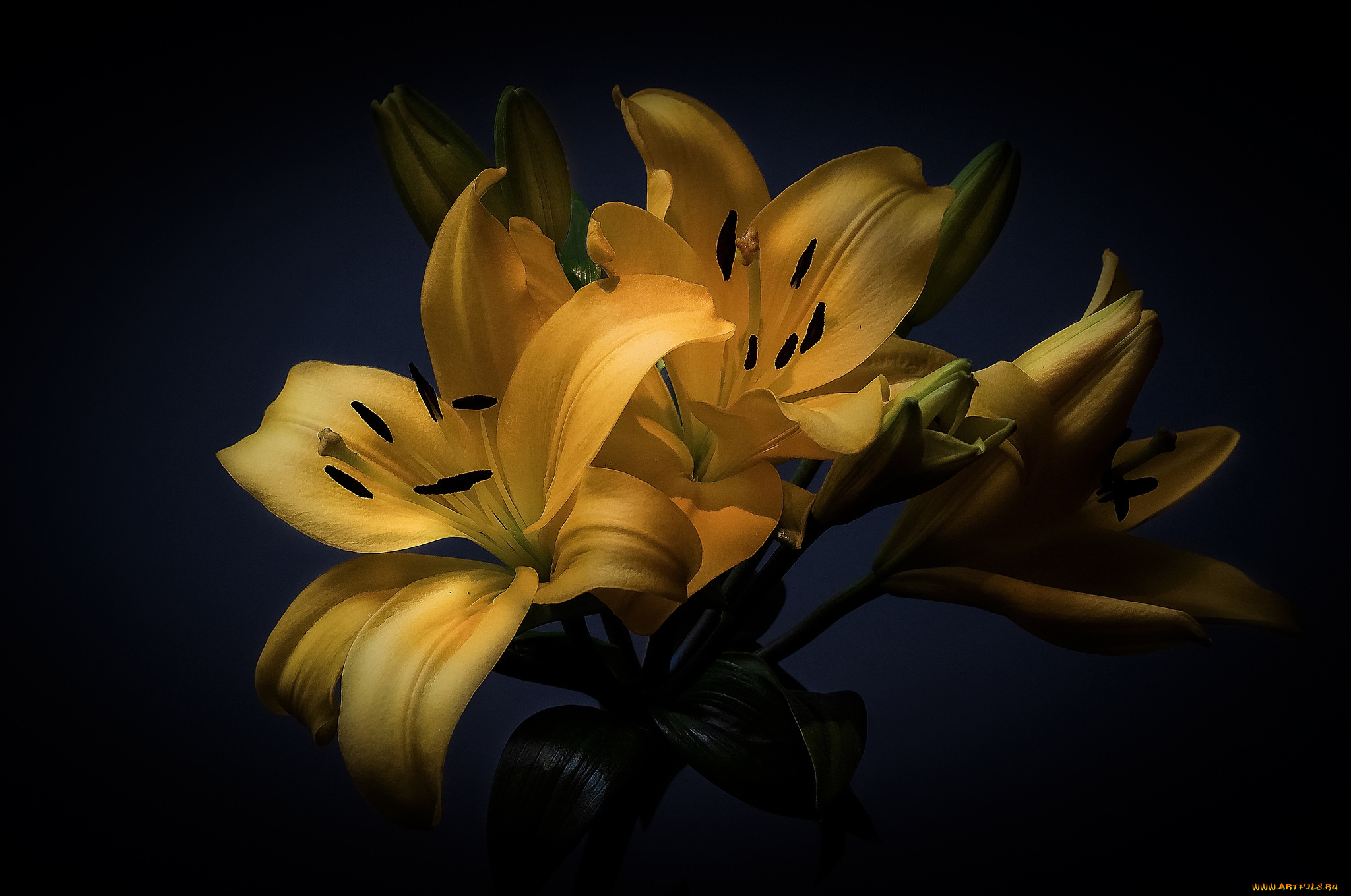 цветы, лилии, , лилейники