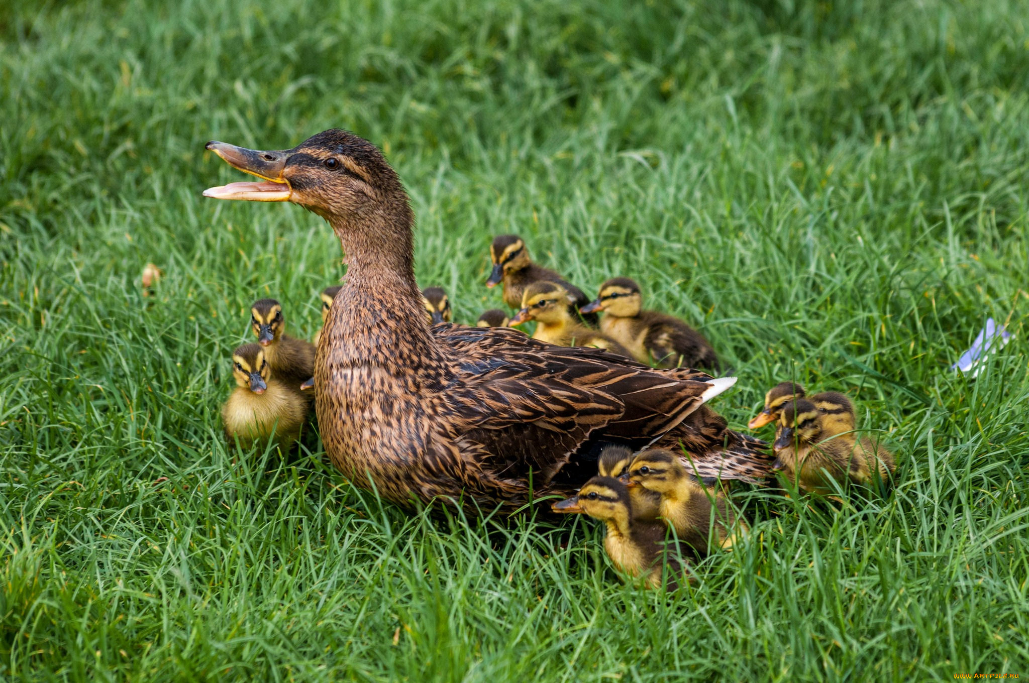 животные, утки, утка, птенцы