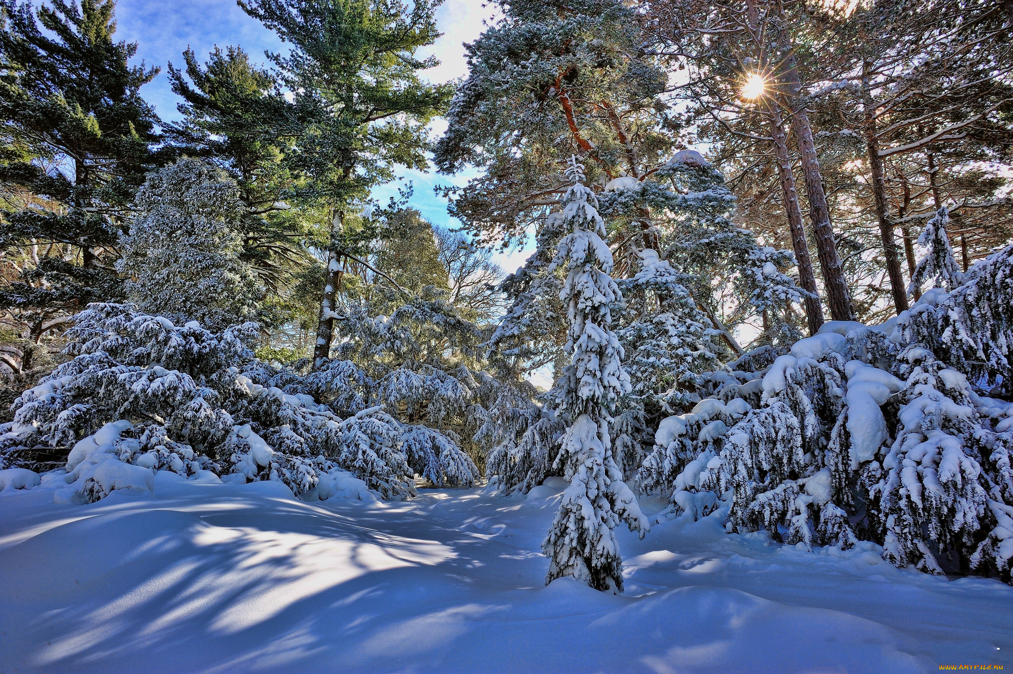 природа, зима, сугробы, снег, ели