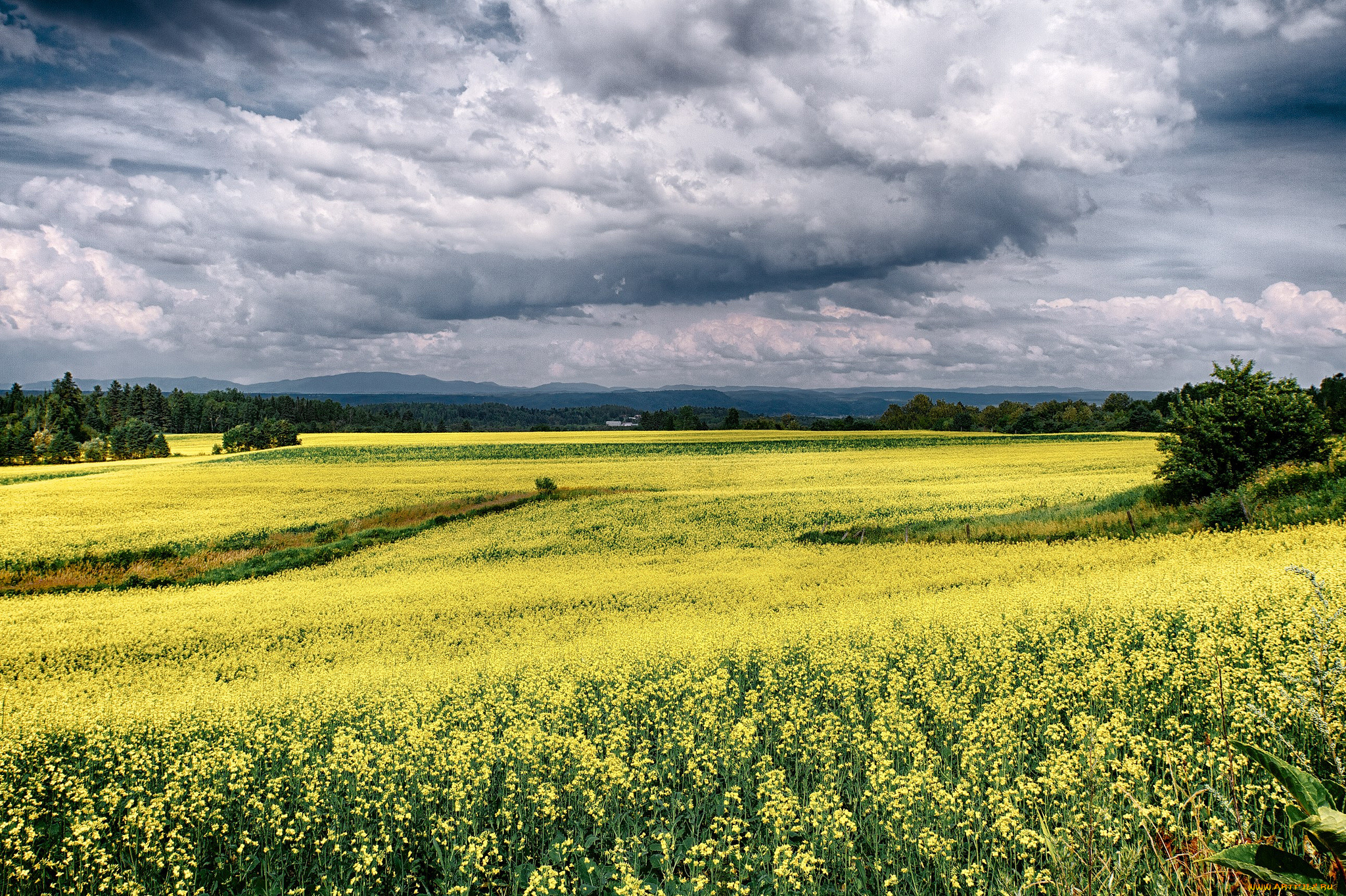 природа, поля, цветы, поле, тучи