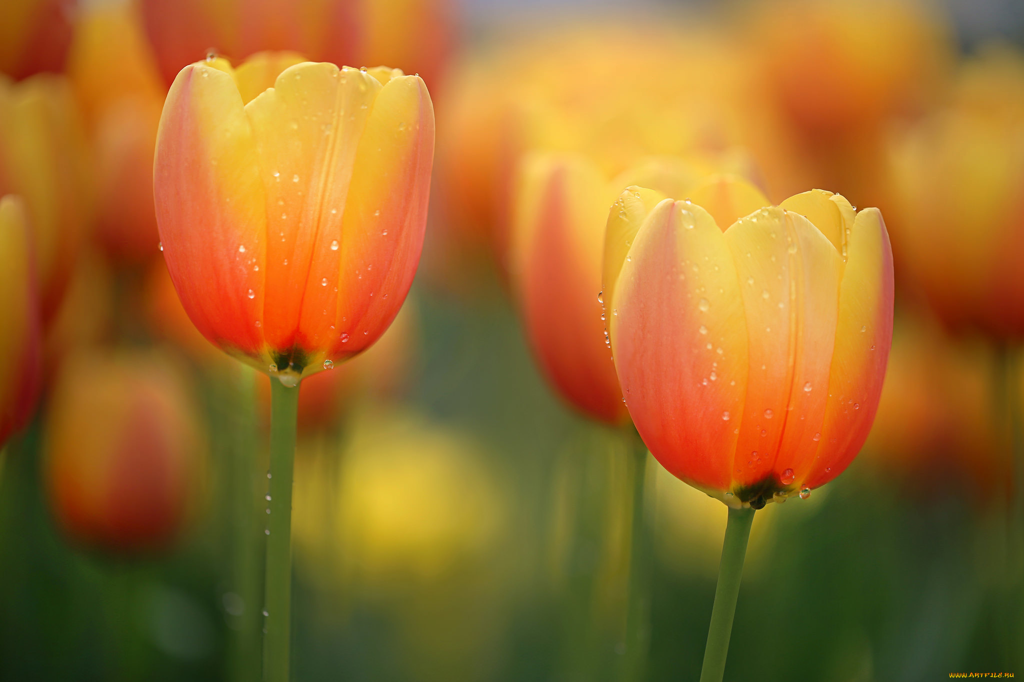 цветы, тюльпаны, лепестки, макро, капли, вода, роса