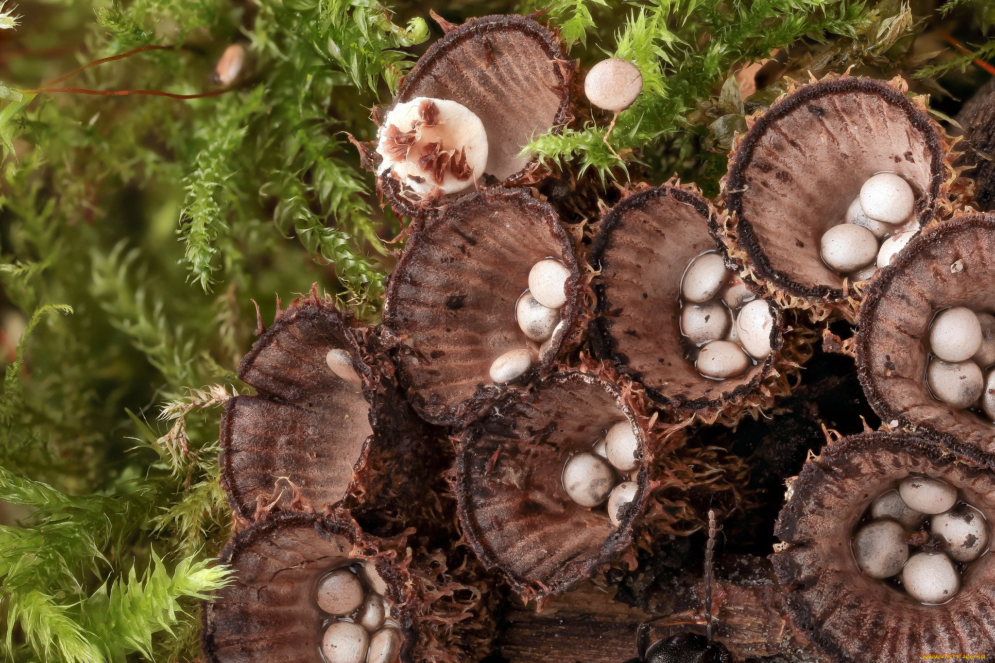 природа, грибы, необычные, мох, макро