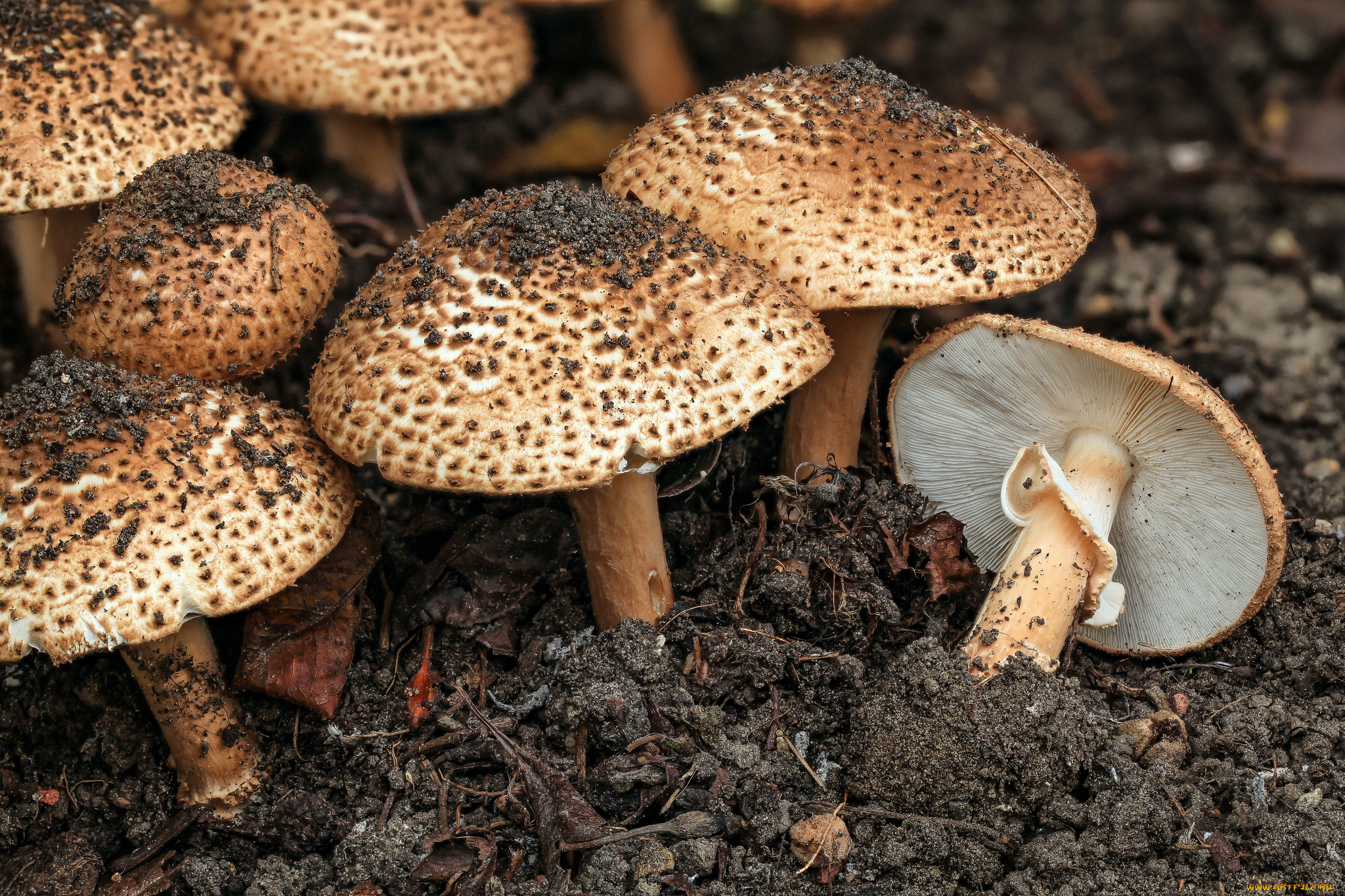 природа, грибы, оранжевые, макро