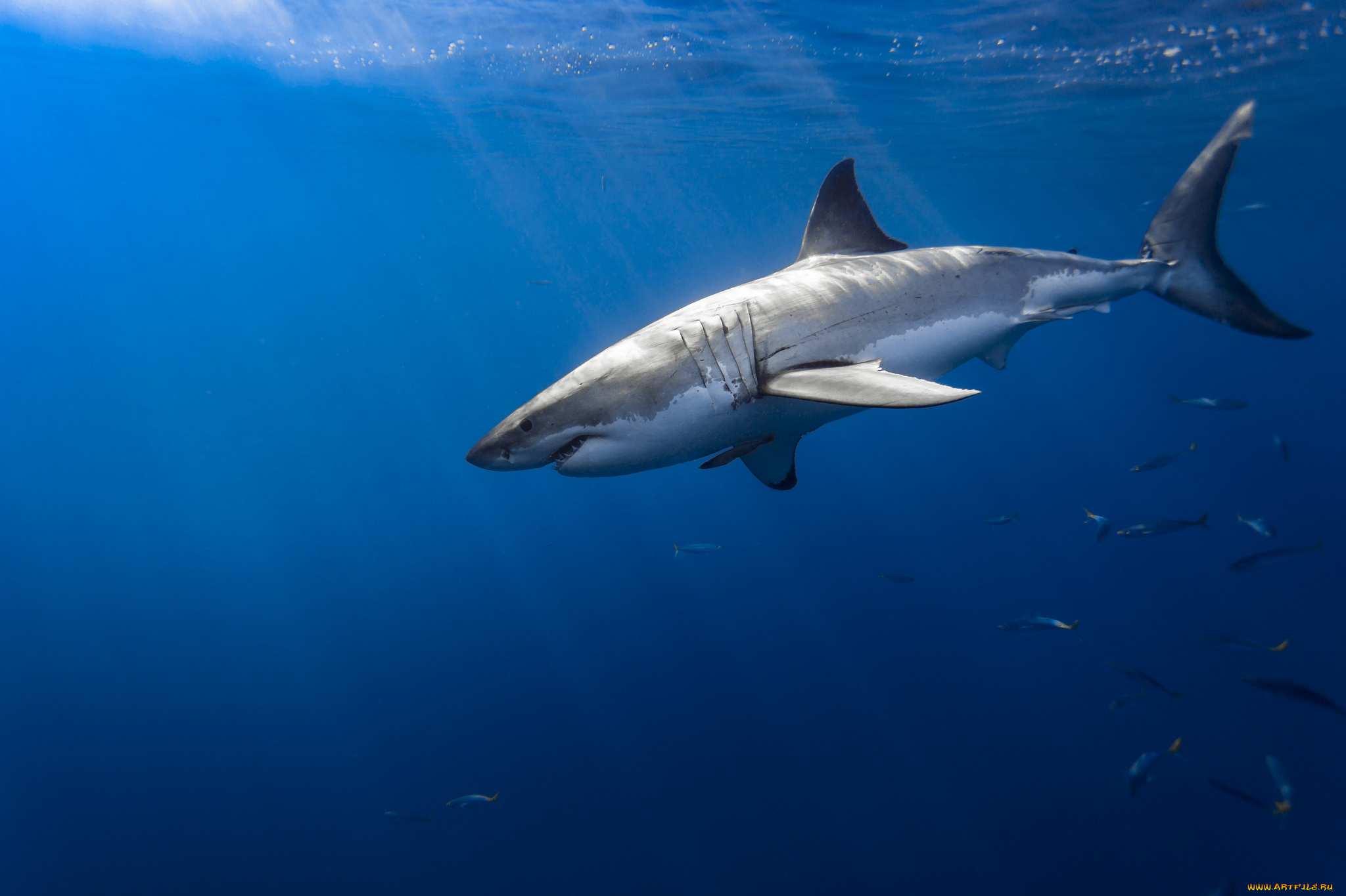 животные, акулы, акула, глубина, океан