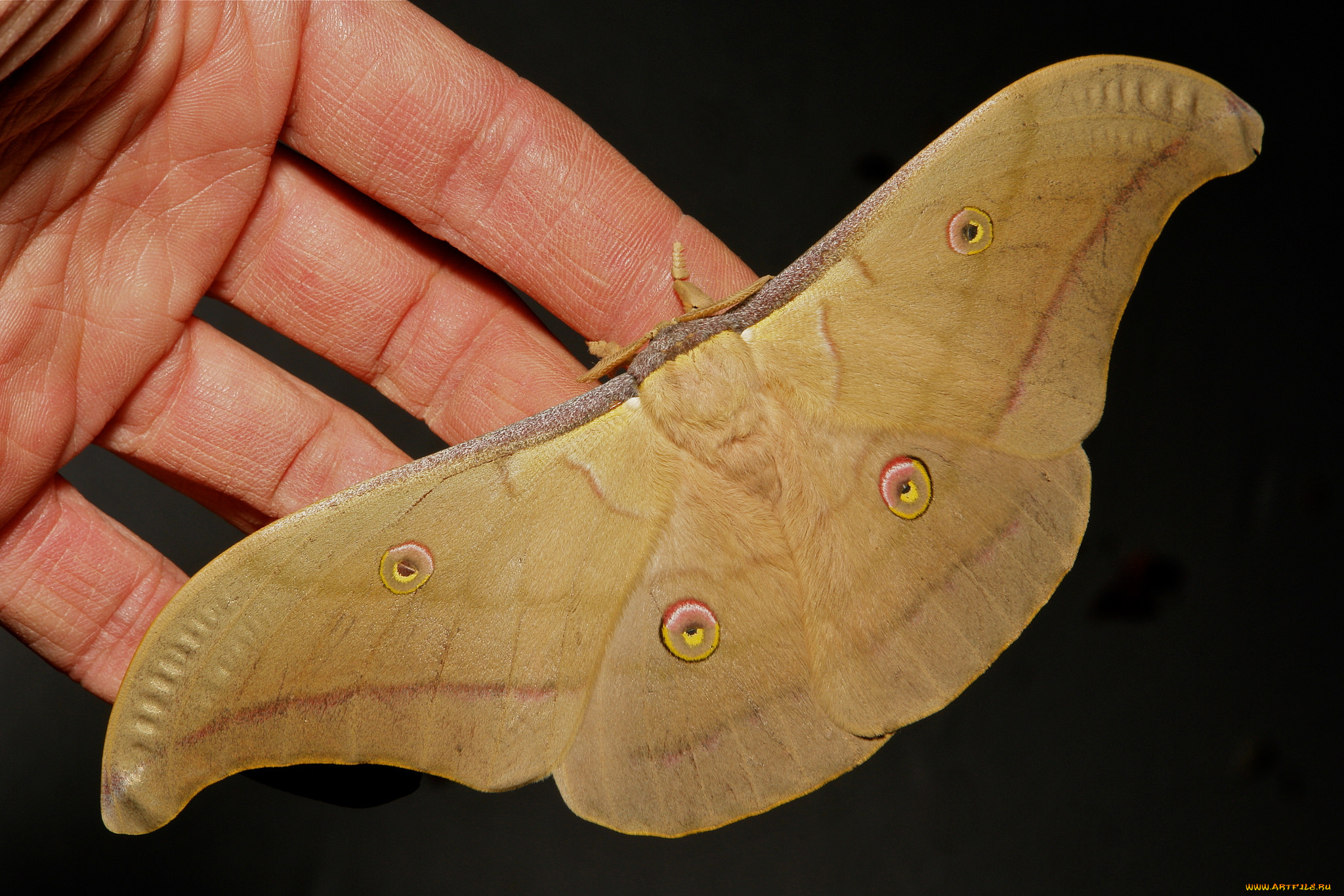 животные, бабочки, , мотыльки, , моли, бабочка, макро, itchydogimages, крылья