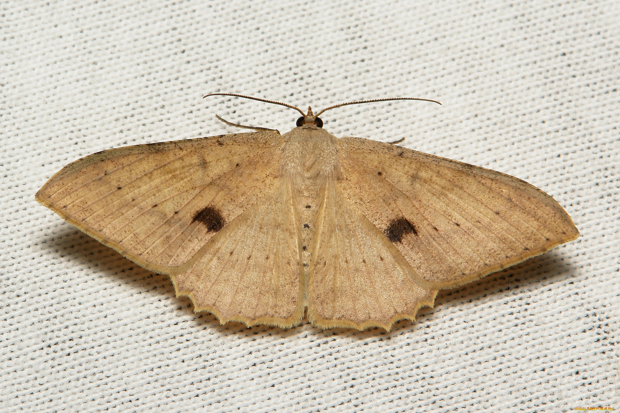 животные, бабочки, , мотыльки, , моли, itchydogimages, макро, насекомое, моль