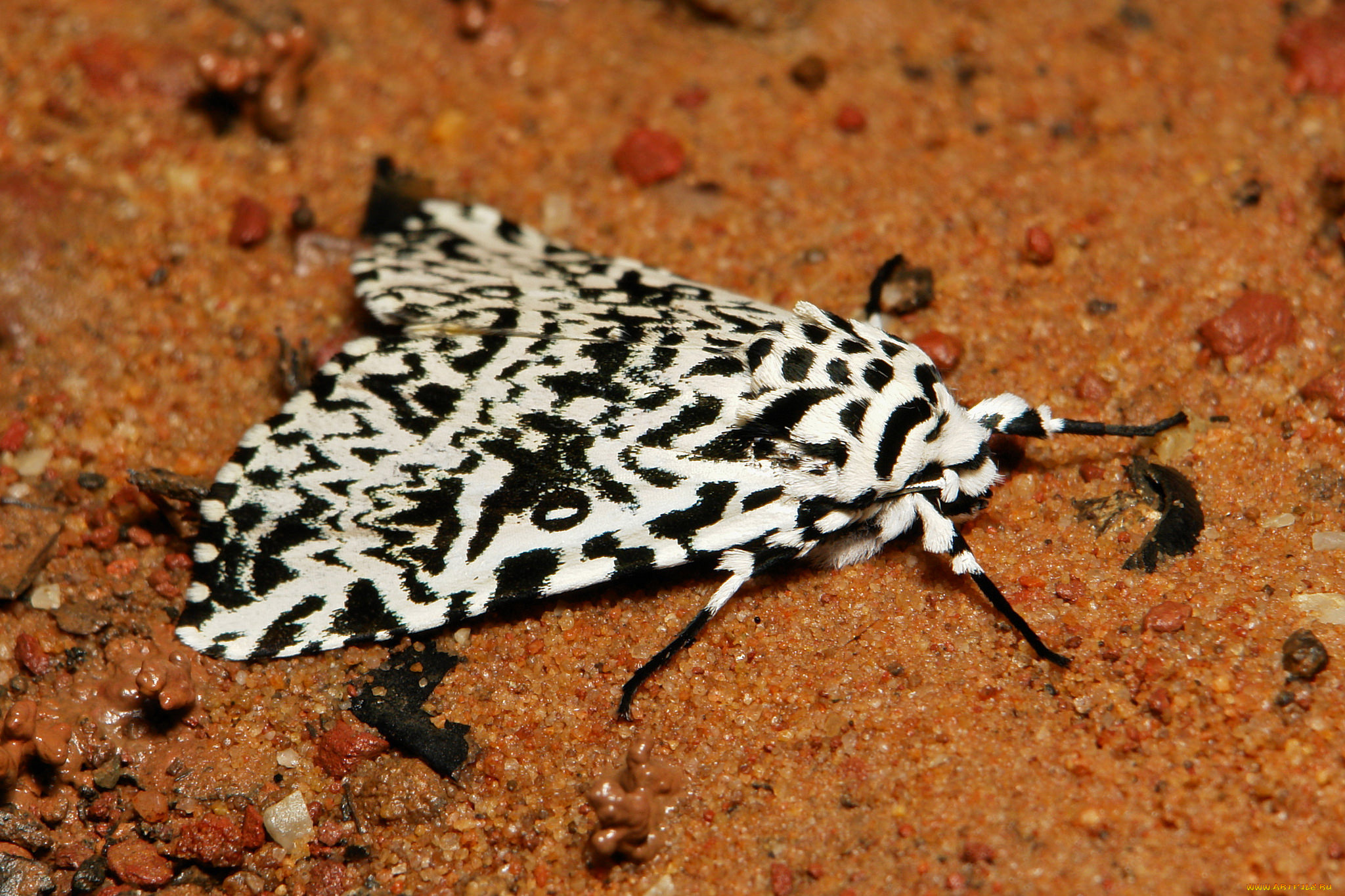 животные, бабочки, , мотыльки, , моли, itchydogimages, макро, моль, мотылёк